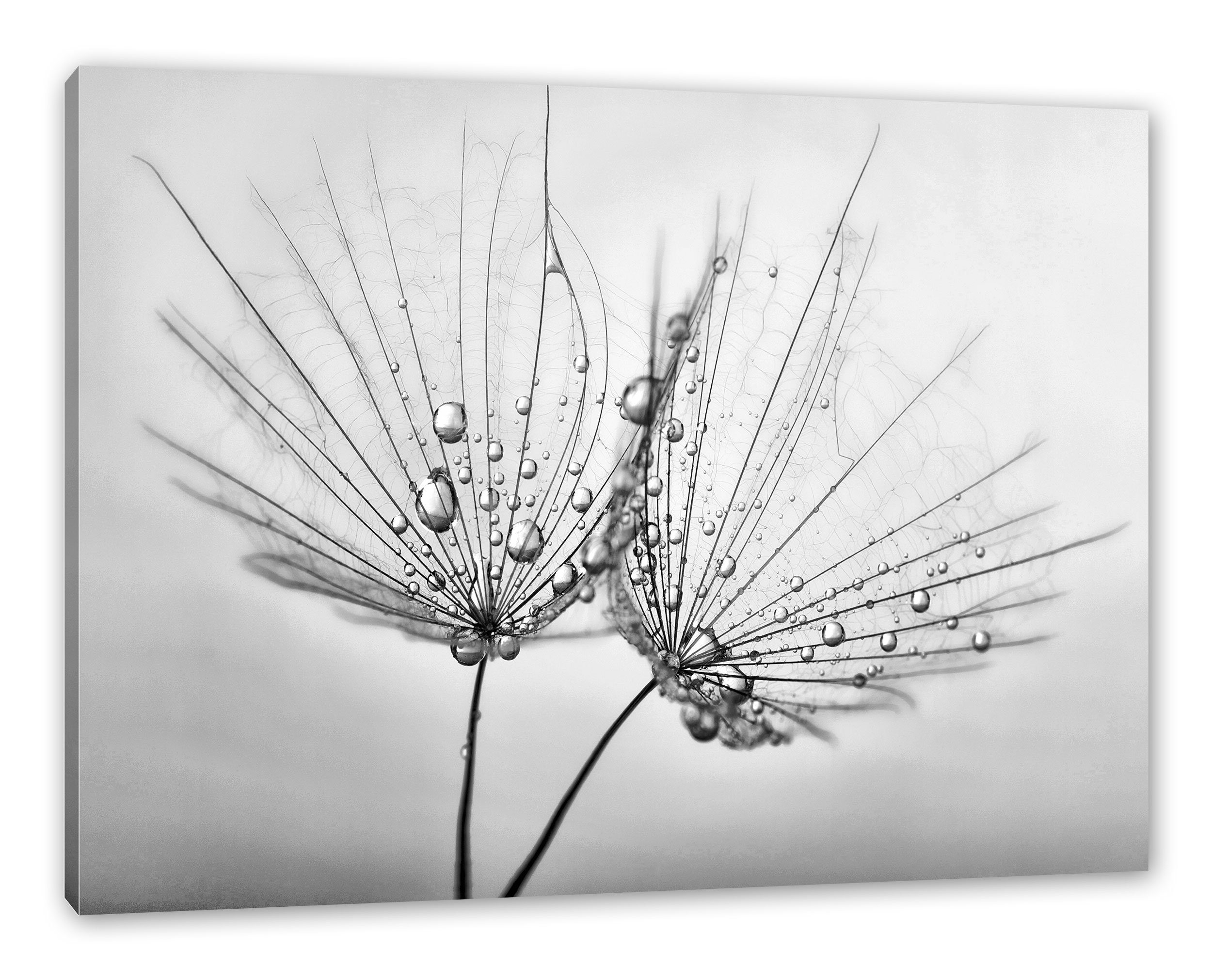 Pixxprint Leinwandbild Pusteblumen mit Tautropfen, Pusteblumen mit Tautropfen (1 St), Leinwandbild fertig bespannt, inkl. Zackenaufhänger