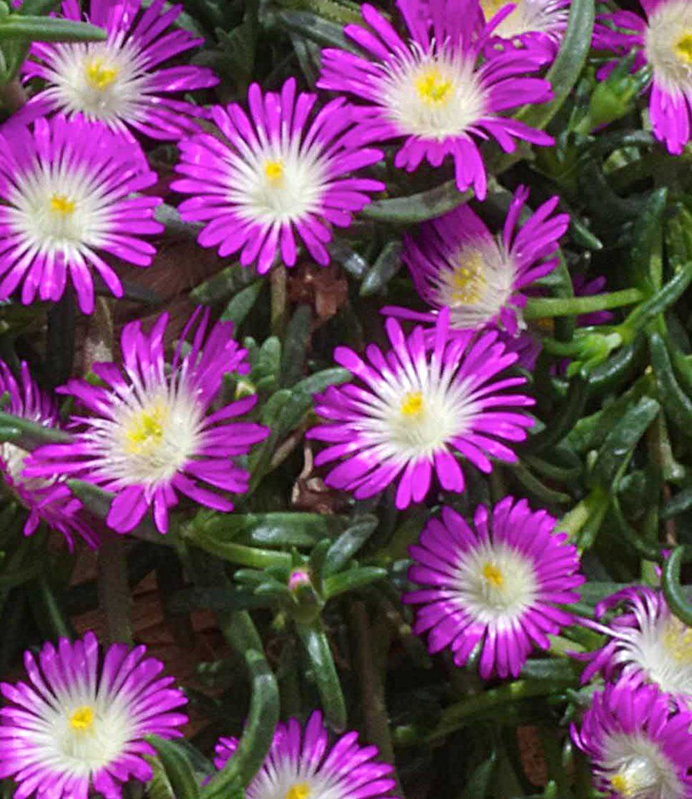 BALDUR Garten Bodendecker Winterharte Eisblume 'Violett Wonder', 3 St., Mittagsblume, reichblühend,winterhart, mehrjährig, pflegeleicht