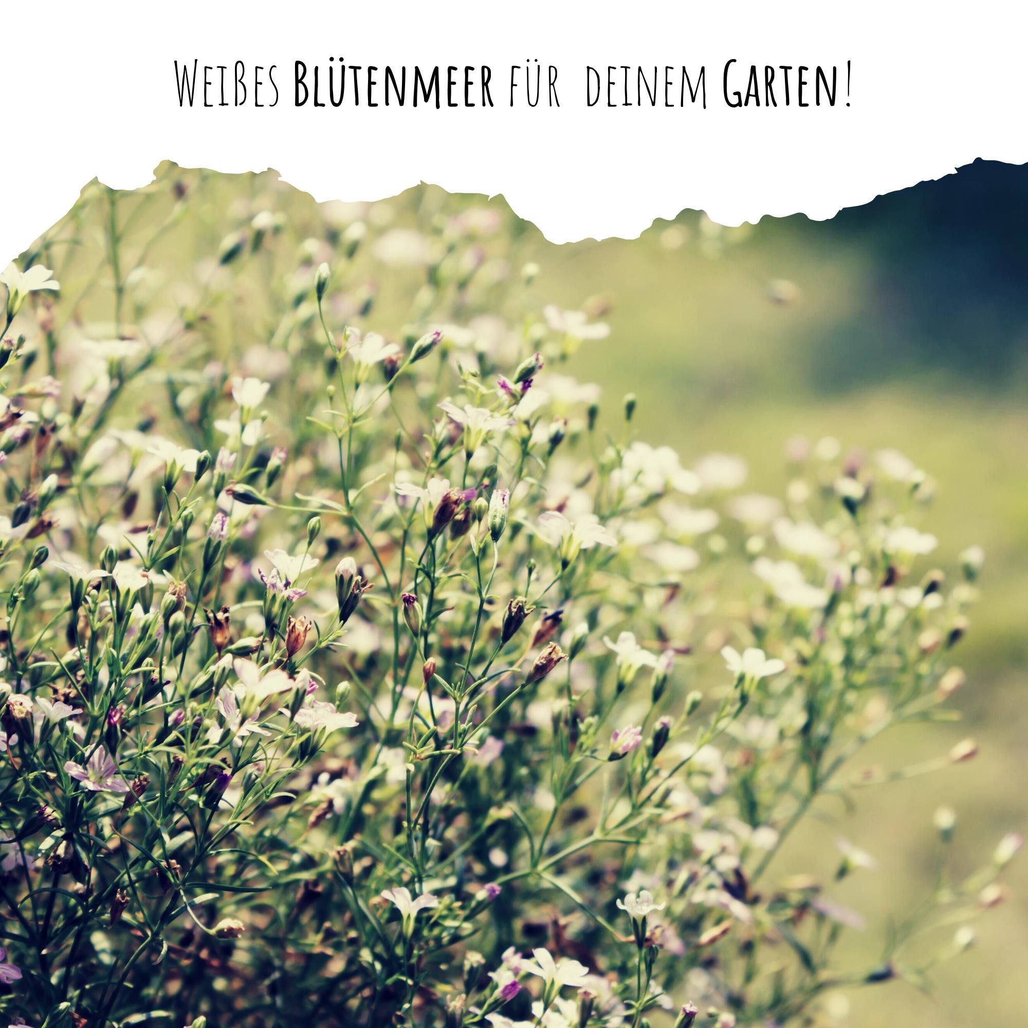 HappySeed Blumensamen Schleierkraut Samen - Gypsophilia günstig online kaufen