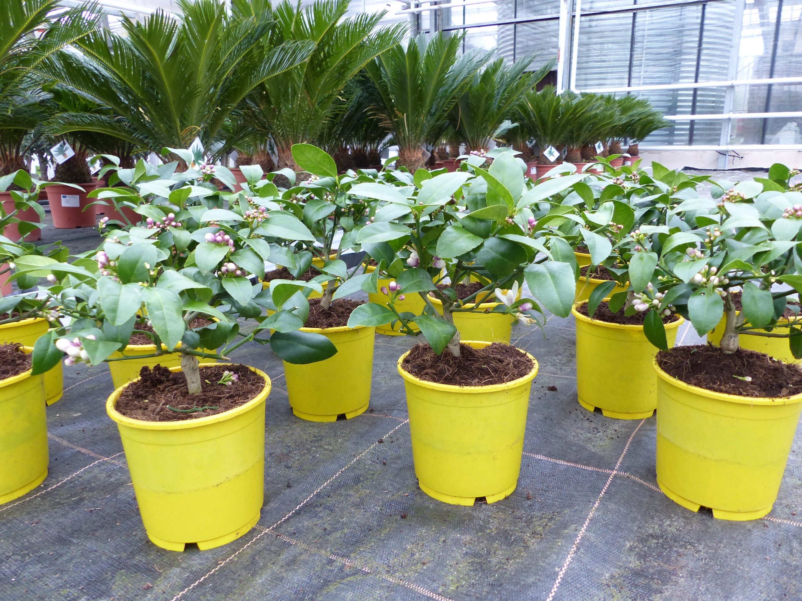 gruenwaren jakubik Zitronenbaum BONSAI: Meyer Meyerii Zitrone echter Zitronenbaum 30 cm Citrus Limon