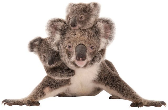 Komar Vliestapete »Koala«, glatt, bedruckt, realistisch, (6 St), 300 x 280 cm (Breite x Höhe) - 6 Bahnen-Otto