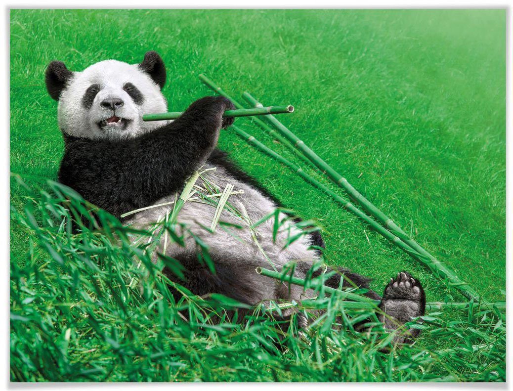 Bambus Panda, (1 St), Tiere Waldtiere Bild, Poster, Wandbild, Poster Wall-Art Wandposter