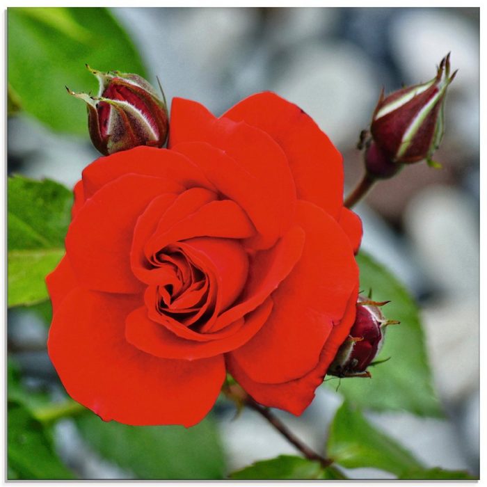 Artland Glasbild Rote Rosenblüte mit Knospen Blumen (1 St) in verschiedenen Größen