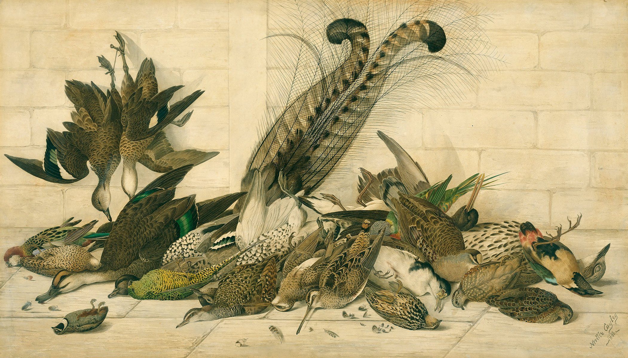 Kunstdruck Australian gamebirds Neville Henry Cayley Vögel Tiere Spatz Geflügel B
