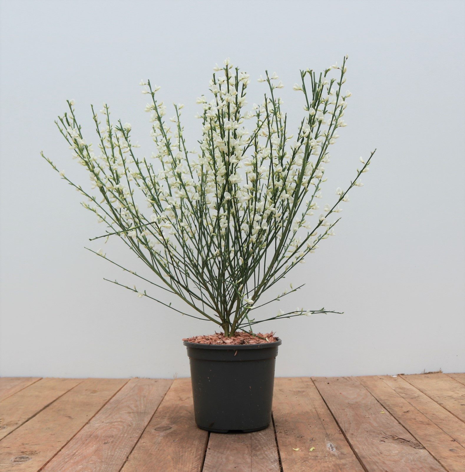 Gehölze Cytisus praecox Albus