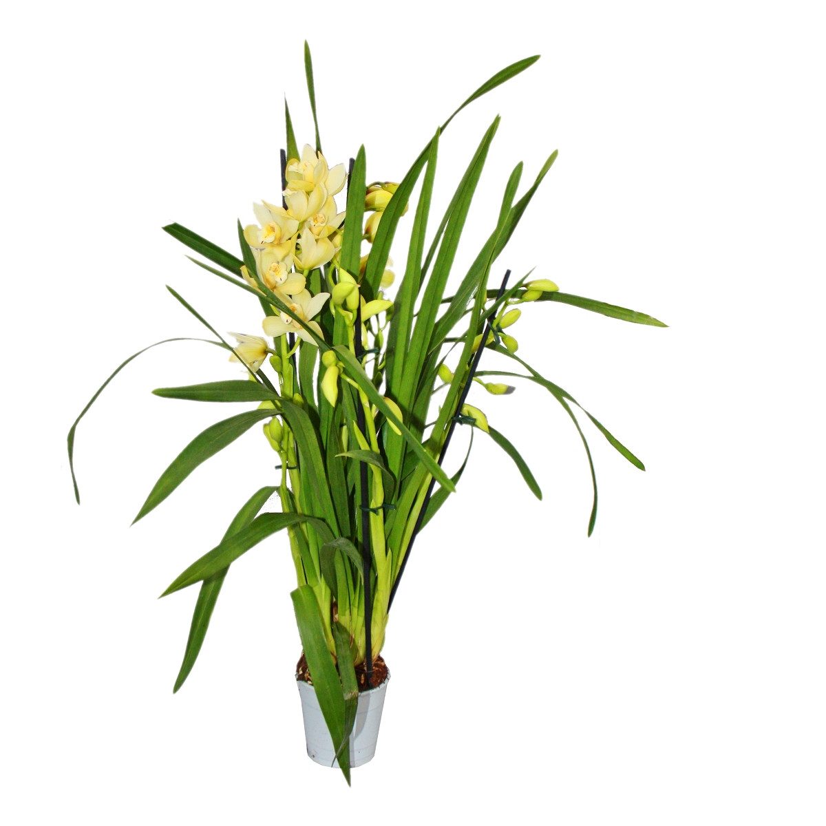 Cymbidium Orchidee künstlich 5 Blüten Peach 65cm