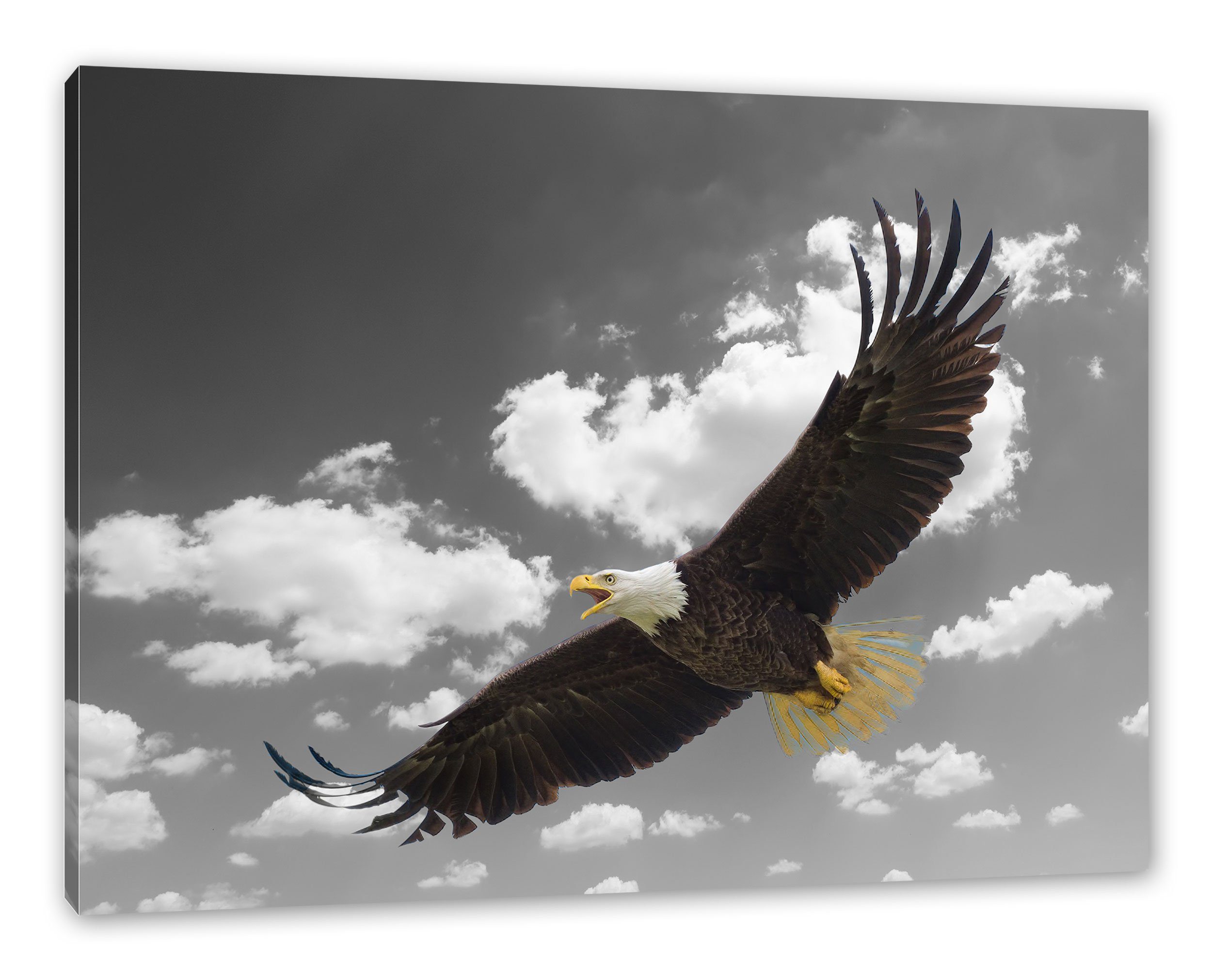 Pixxprint Leinwandbild Weißkopfseeadler beim fliegen, Weißkopfseeadler beim fliegen (1 St), Leinwandbild fertig bespannt, inkl. Zackenaufhänger