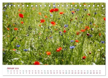 CALVENDO Wandkalender Mohnblumen (Tischkalender 2024 DIN A5 quer), CALVENDO Monatskalender