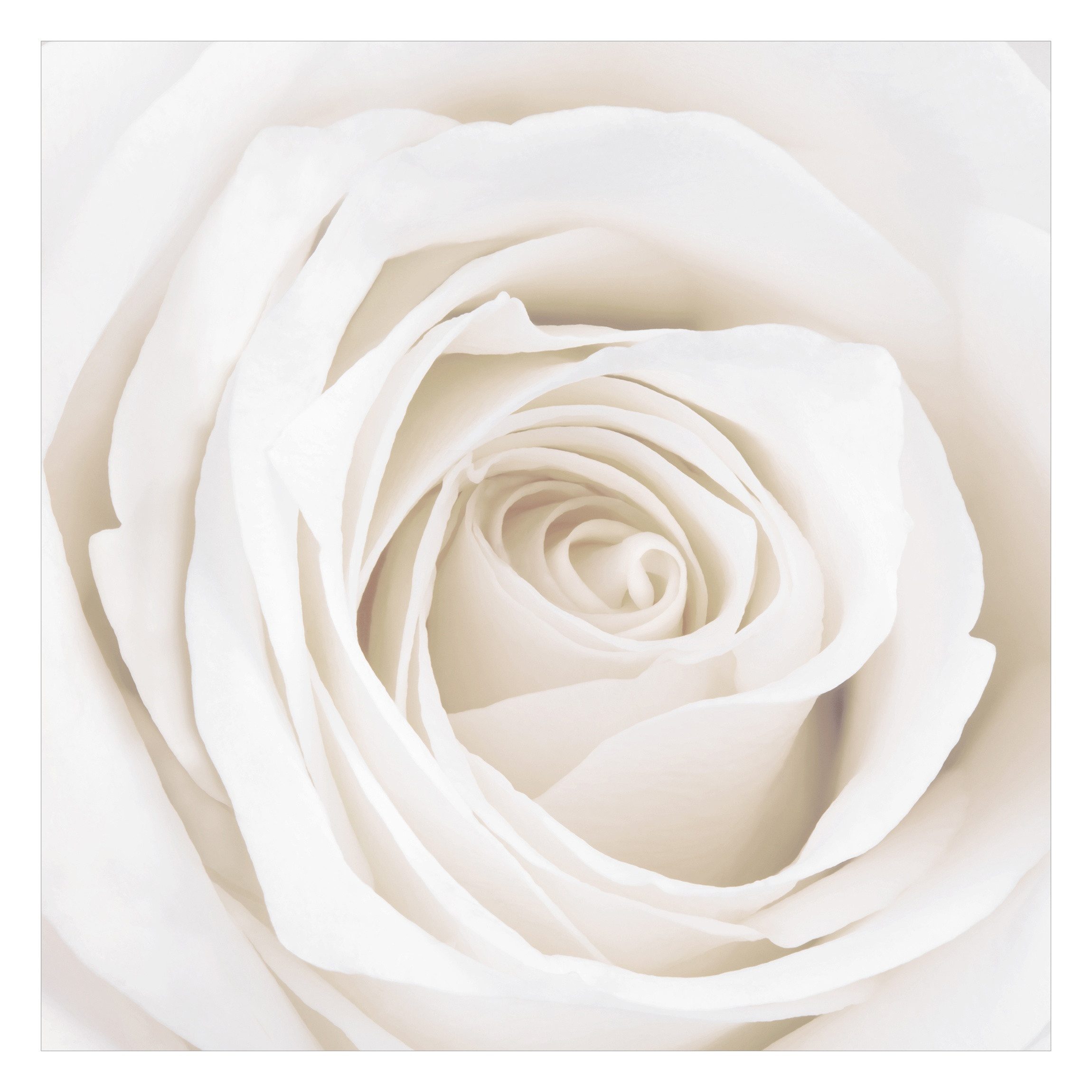 Bilderdepot24 Fototapete Rosen Pretty White Rose Blumen Natur Pflanzen Wanddeko, Glatt, Matt, (Vliestapete inkl. Kleister oder selbstklebend), Wohnzimmer Schlafzimmer Küche Flur Motivtapete Vliestapete Wandtapete