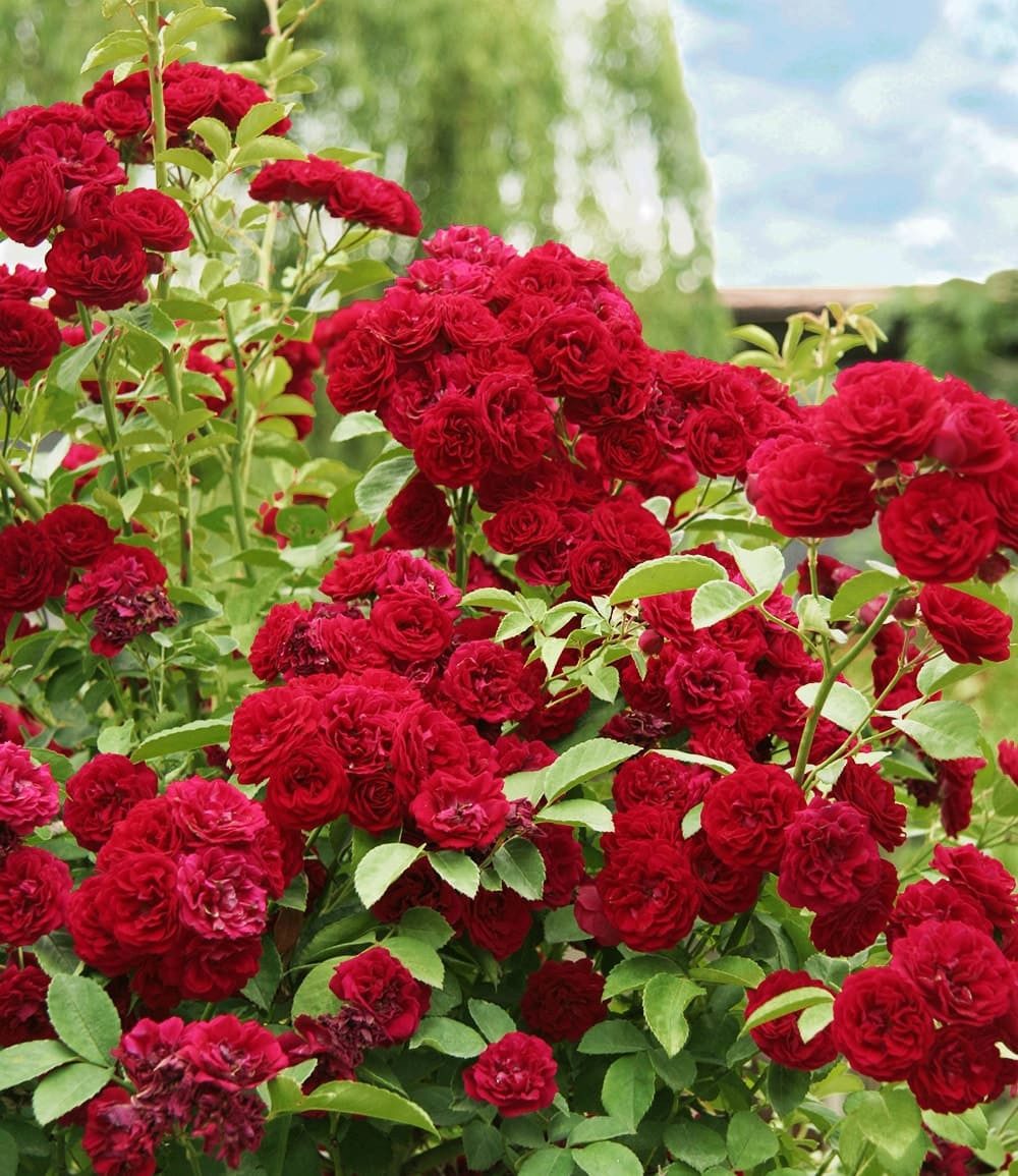 BALDUR Garten Rose Rambler-Rose 'Chevy Chase', 1 St., Gefüllt-blühend, gefüllte Blüten, winterhart, mehrjährig