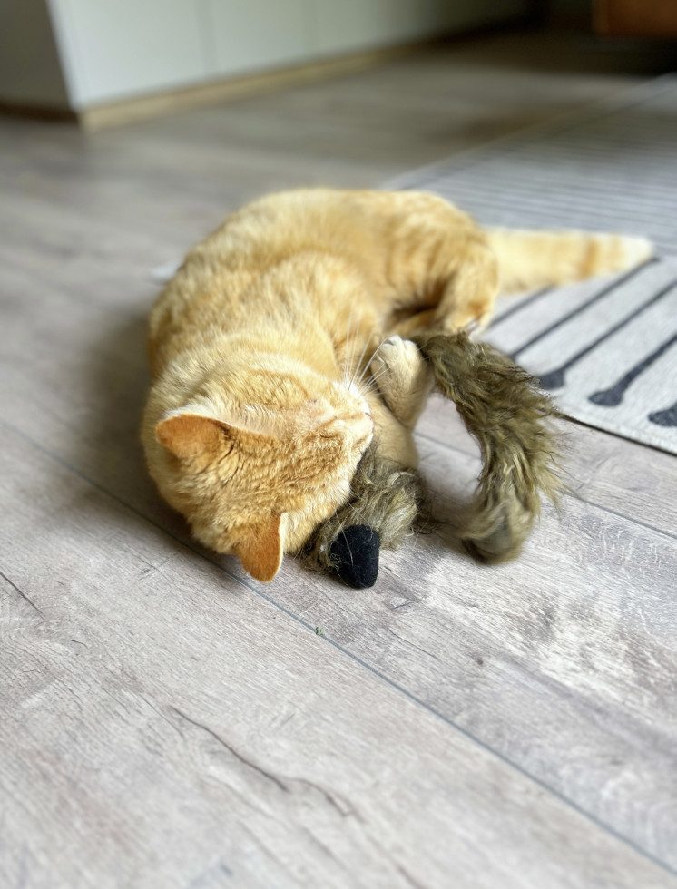 Aumüller Katzenspielrad Aumüller Katzenspielzeug Frettchen grau mit, Sand