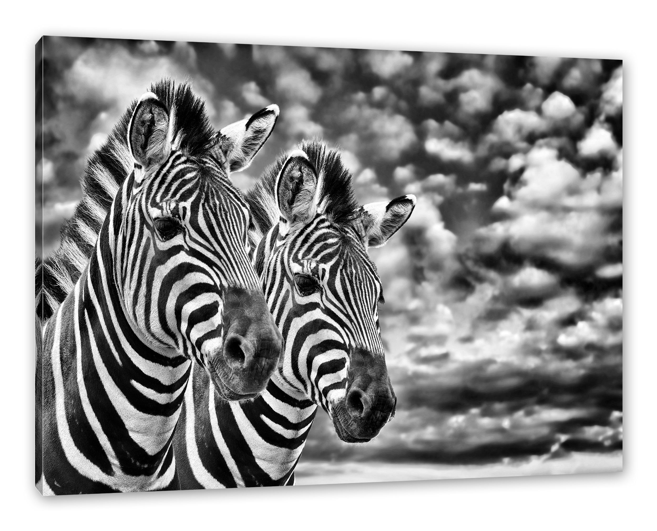 Pärchen Leinwandbild bespannt, Zackenaufhänger Pixxprint Zebra Leinwandbild (1 St), Pärchen, inkl. fertig Zebra