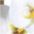 Kunstorchidee Phalaenopsis Orchidee Phalaenopsis, Creativ green, günstig online kaufen