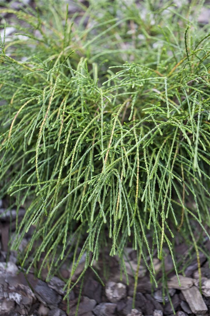 Pflanzen für Dich Gehölze Thuja plicata Whipcord, 1 St., Riesen-Lebensbaum, Lebensbaum