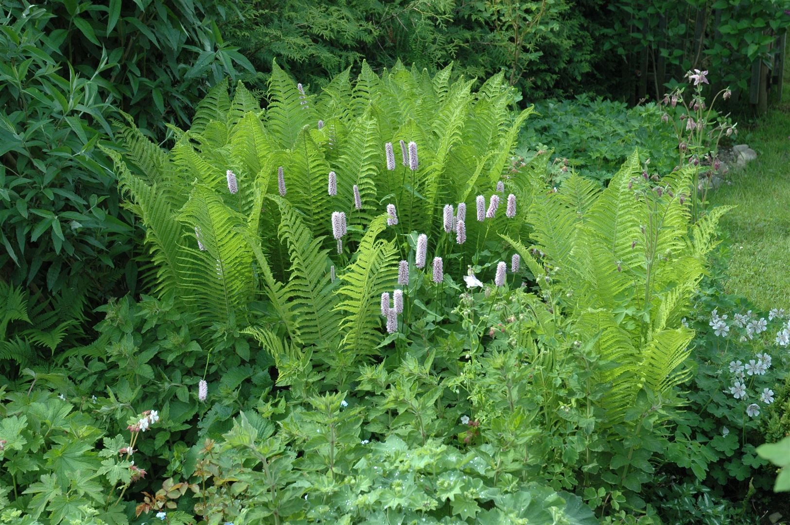 Pflanzen für Dich Gräser Dryopteris filix-mas, 1 St., Echter Wurmfarn, Gemeiner Wurmfarn, Männerfarn, fiederblätter, schattenverträglich