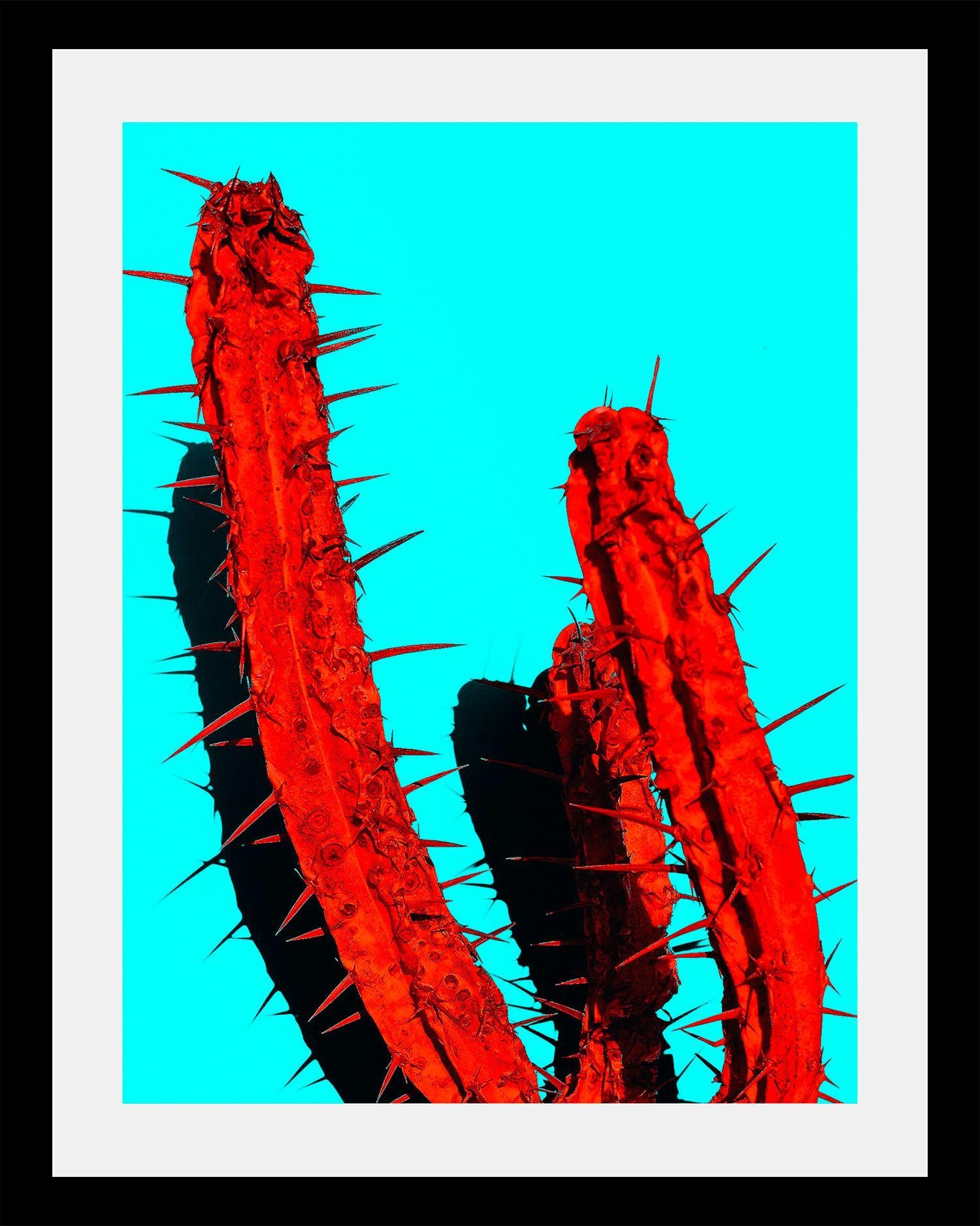 queence Bild Kaktus, in 3 Größen, gerahmt