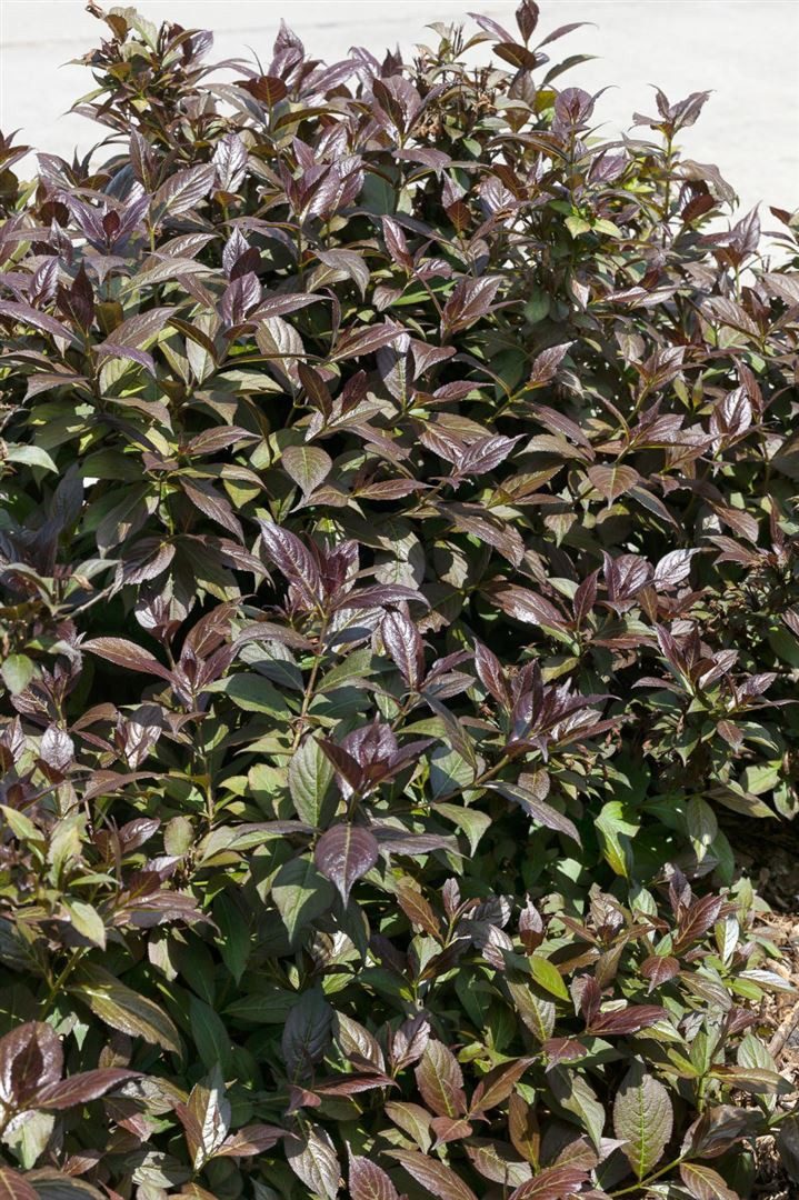 Pflanzen für Dich Hecken Weigela Black and White, 1 St., Weigelie, dunkelblättrig, weißblühend