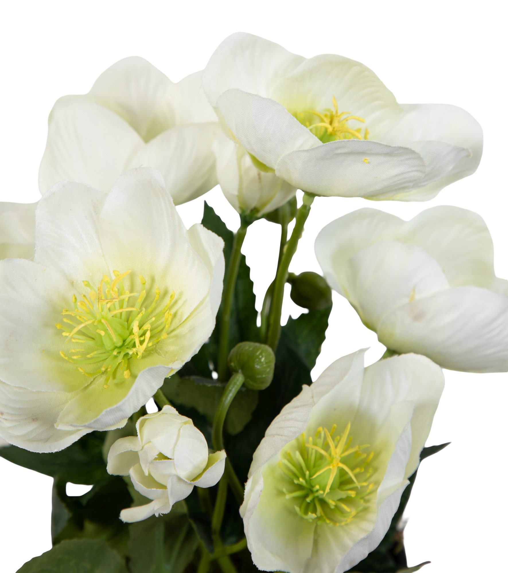 Kunstblume Christrosenbusch im Topf PM Kunstpflanzen künstliche Blumen Christrose Helleborus, Seidenblumen Roß, Höhe 26 cm, Farbe: Weiß – Bild 5 von 5