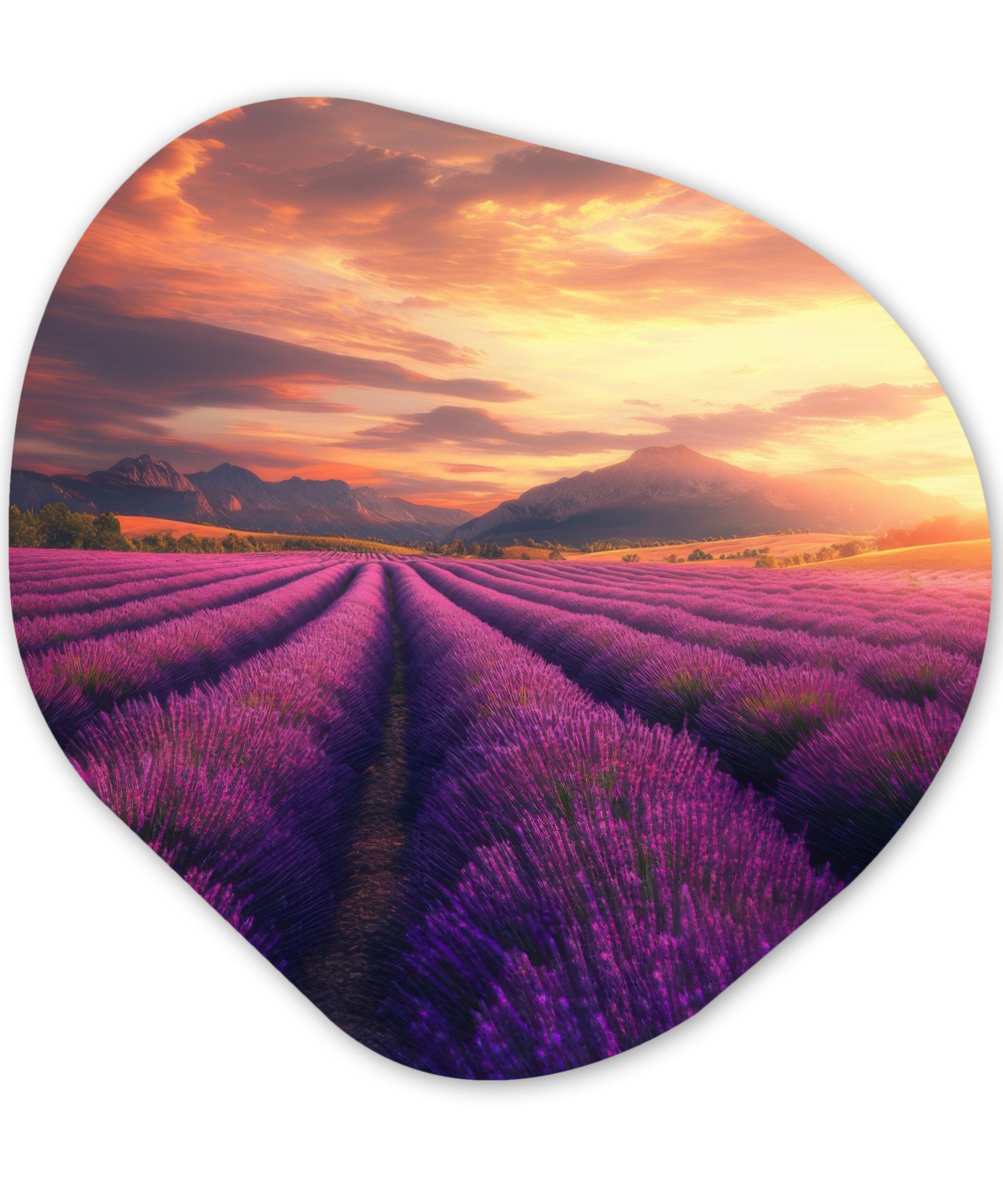MuchoWow Gemälde Lavendelfeld - Sonnenuntergang - Lila, Fotodruck (1 St), Wandbild Abstrakt, Wohnzimmer Schlafzimmer Wanddekoration, 40x40 cm