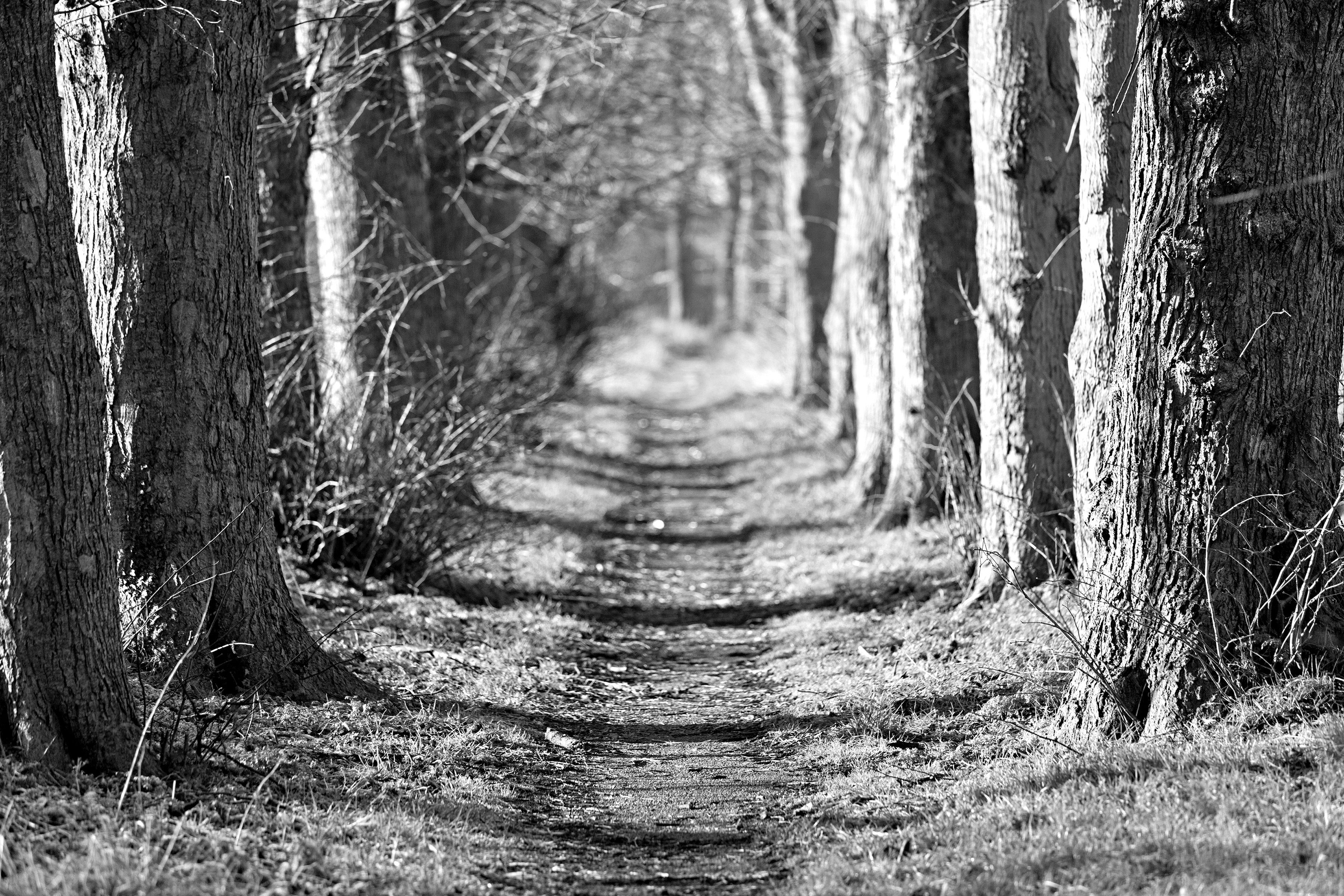 Schwarz Papermoon & Waldweg Fototapete Weiß