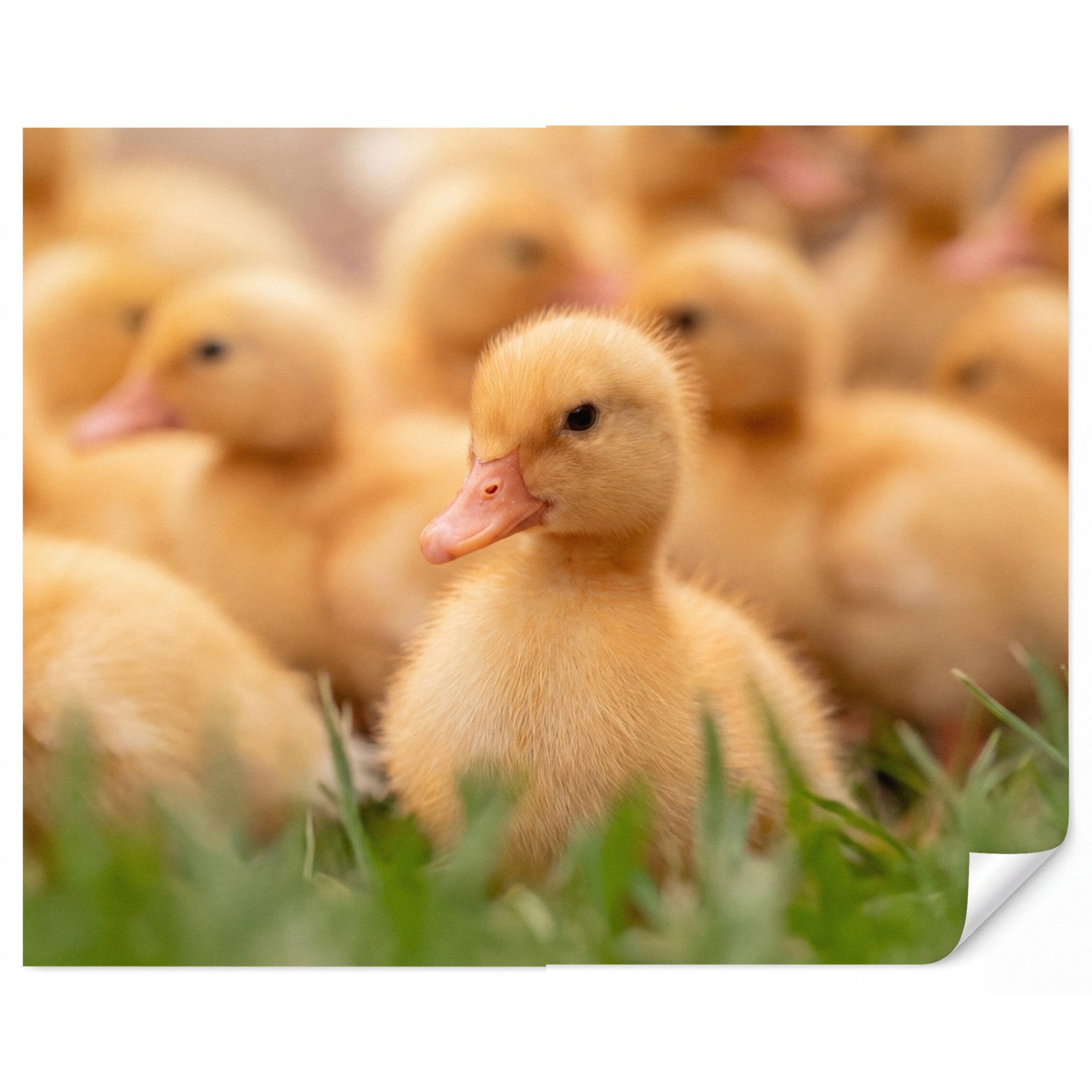 OnlyWow Fototapete Pfeil - Ente - Natur - Gelb, Matt, bedruckt, Wandtapete, Wohnzimmer, Vinyl Tapete 260x220cm