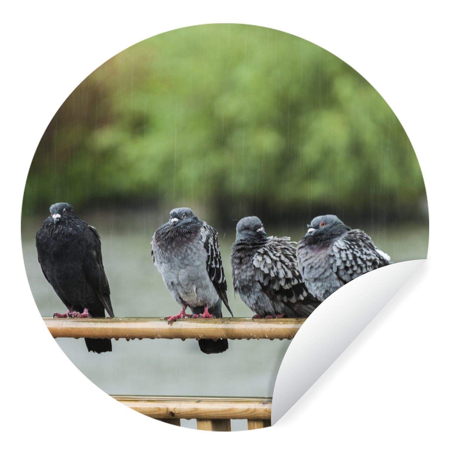 MuchoWow Wandsticker Tauben - Regen - Vögel (1 St), Tapetenkreis für Kinderzimmer, Tapetenaufkleber, Rund, Wohnzimmer