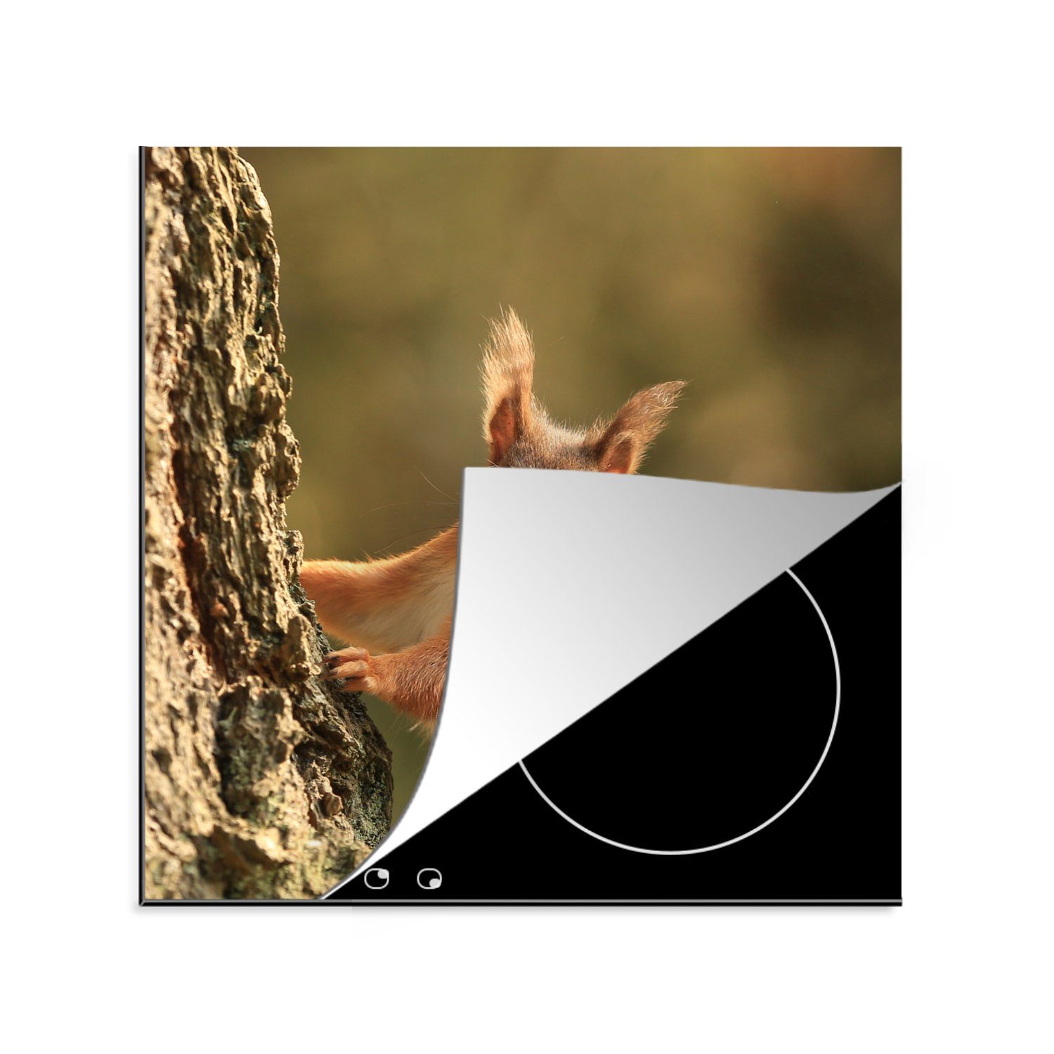 MuchoWow Herdblende-/Abdeckplatte Eichhörnchen - Baum - Nagetiere, Vinyl, (1 tlg), 78x78 cm, Ceranfeldabdeckung, Arbeitsplatte für küche