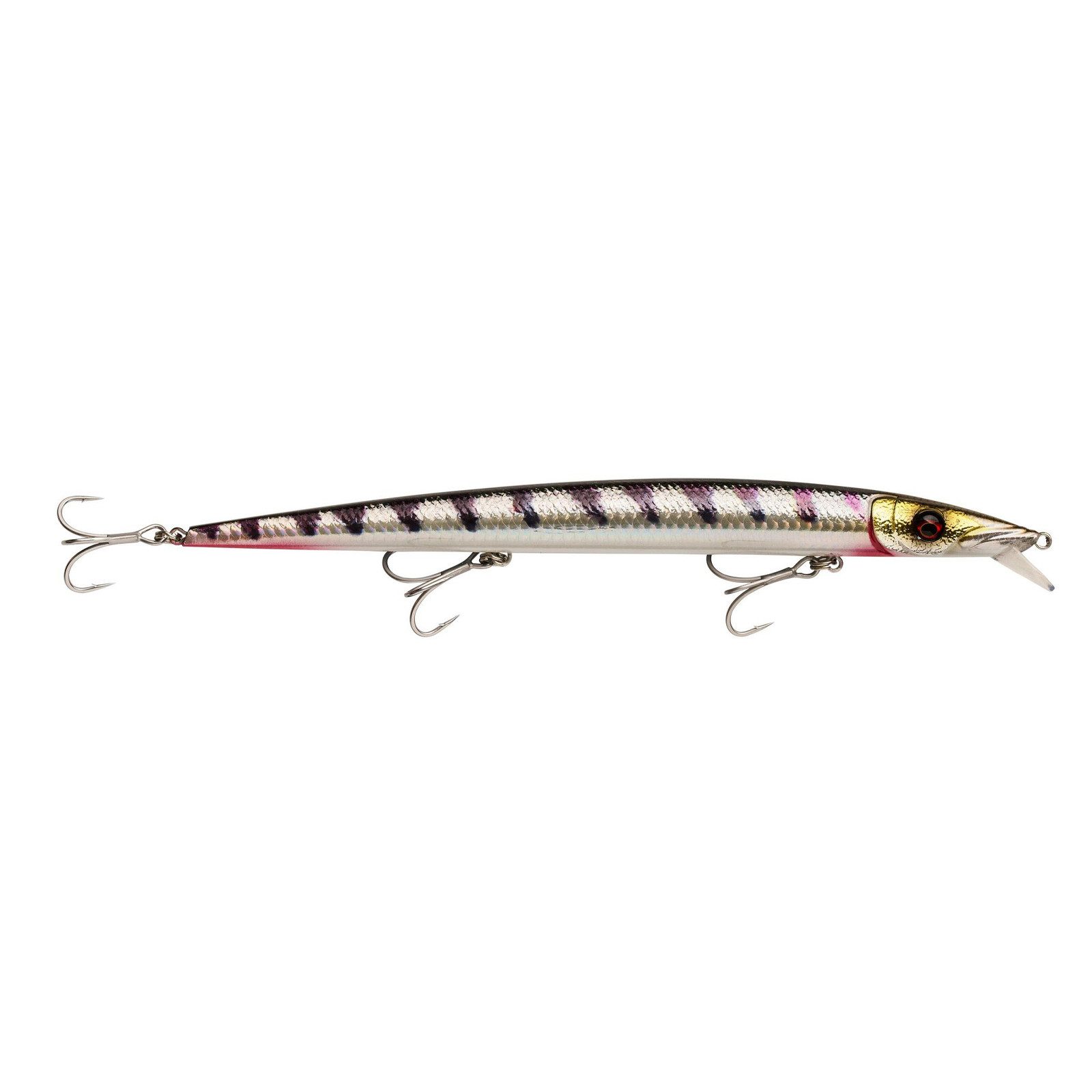 Barracuda