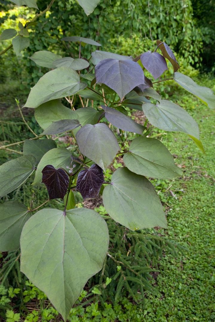 Pflanzen für Dich Gehölze Catalpa erubescens Purpurea, 1 St., Purpur-Trompetenbaum, Purpur-Katalpa