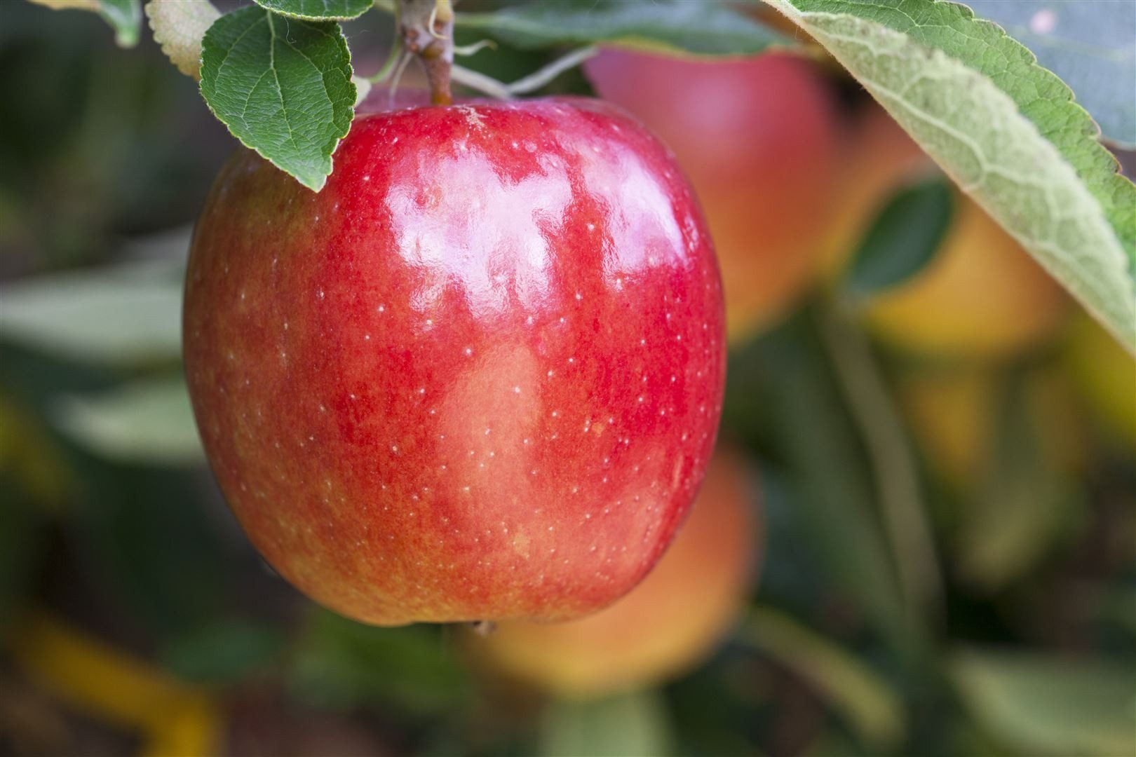Pflanzen für Dich Obstpflanze Malus 'Braeburn', 1 St., Braeburn-Apfel, Apfelbaum, rot-grün, saftig-süß