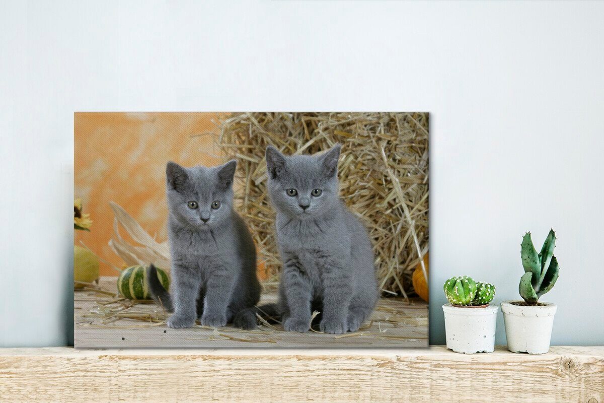 OneMillionCanvasses® Wandbild Britisch-Kurzhaar-Kätzchen (1 30x20 Leinwandbilder, Leinwandbild cm im St), Aufhängefertig, Zwei mit Wanddeko, Hintergrund, Heu