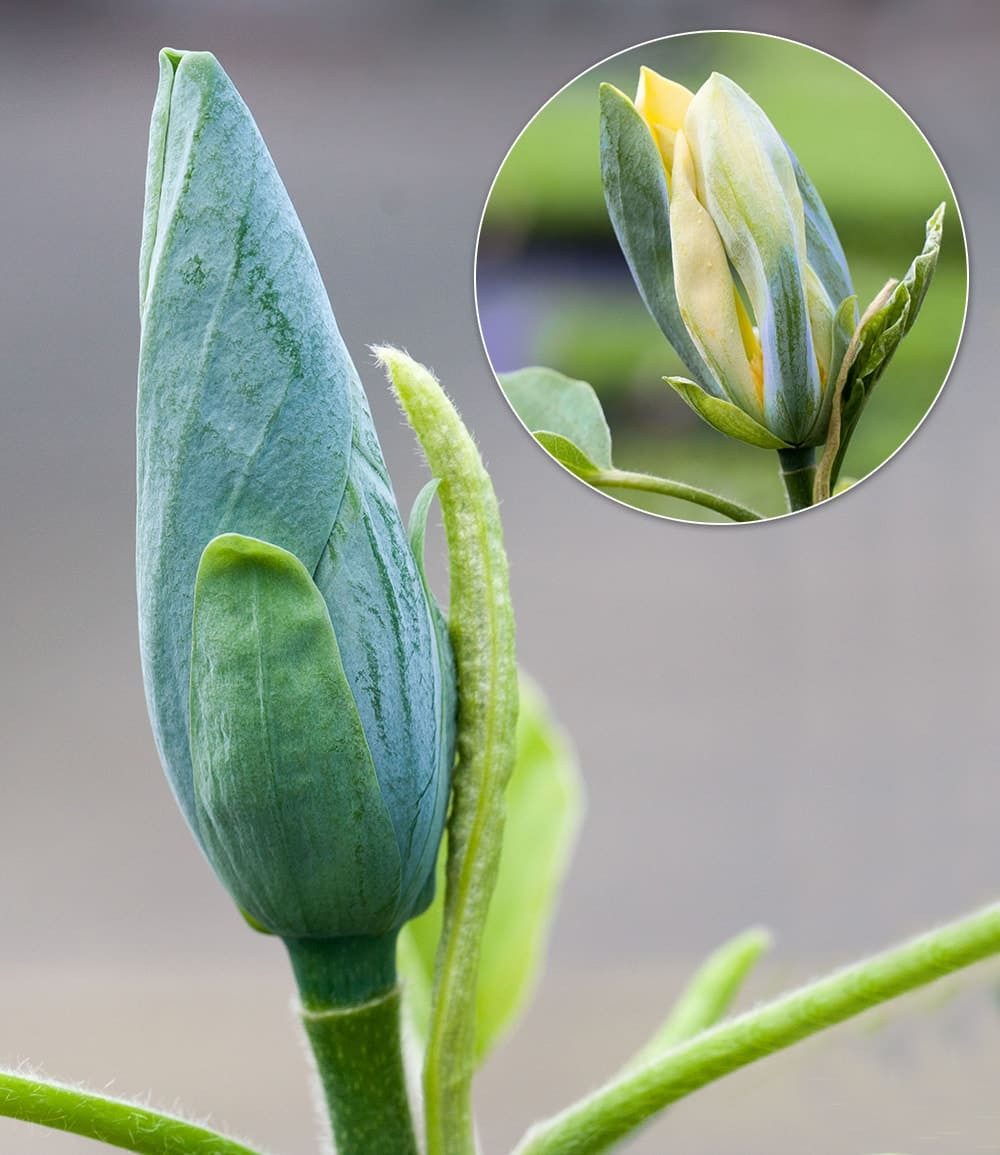 BALDUR Garten Zierstrauch Magnolie 'Blue Opal', 1 St., Blau-Magnolie, winterhart, mehrjährig, pflegeleicht
