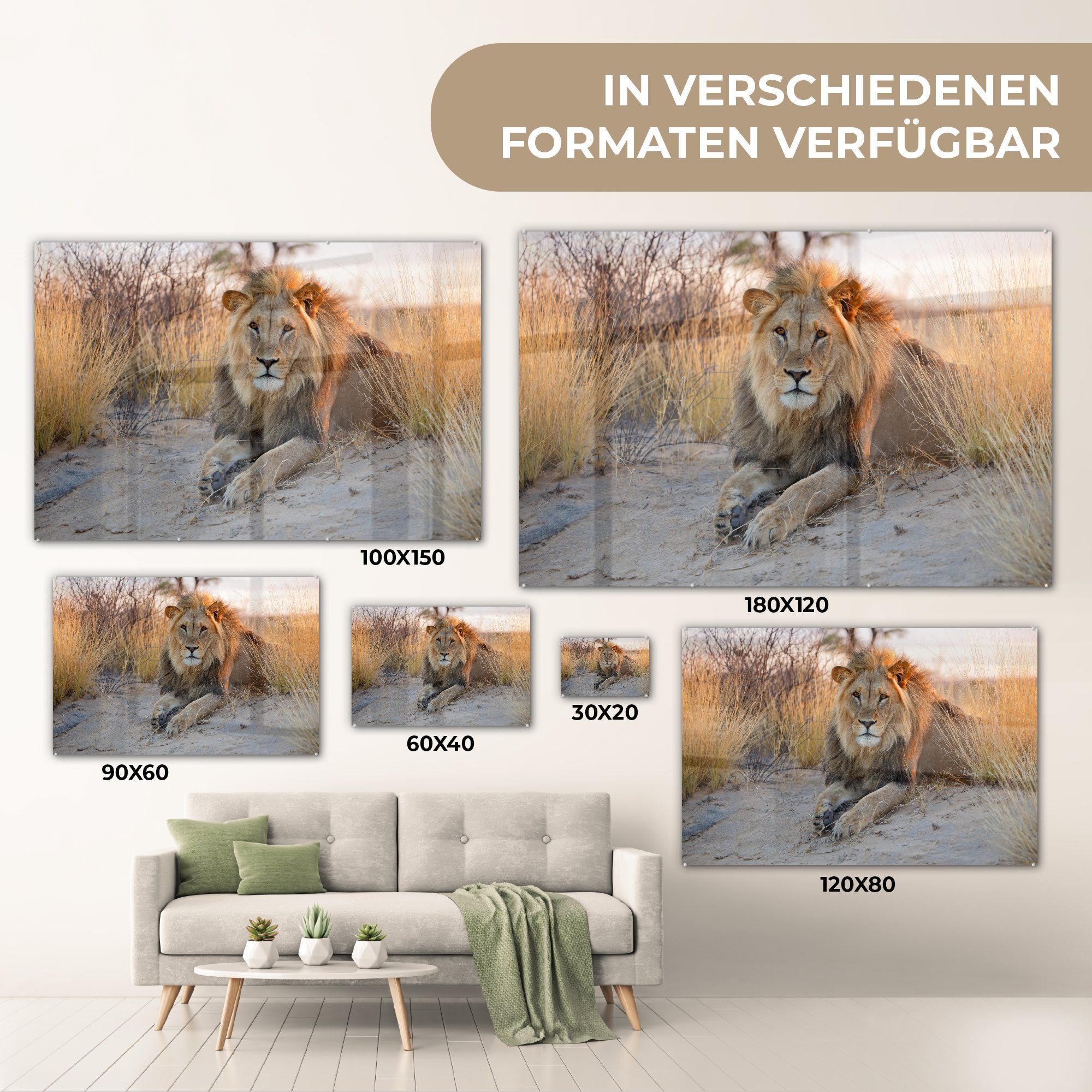 Glas Löwe Bilder - Wandbild auf - Glasbilder - St), Wanddekoration Foto Afrika, - - (1 auf MuchoWow Morgen Glas Acrylglasbild