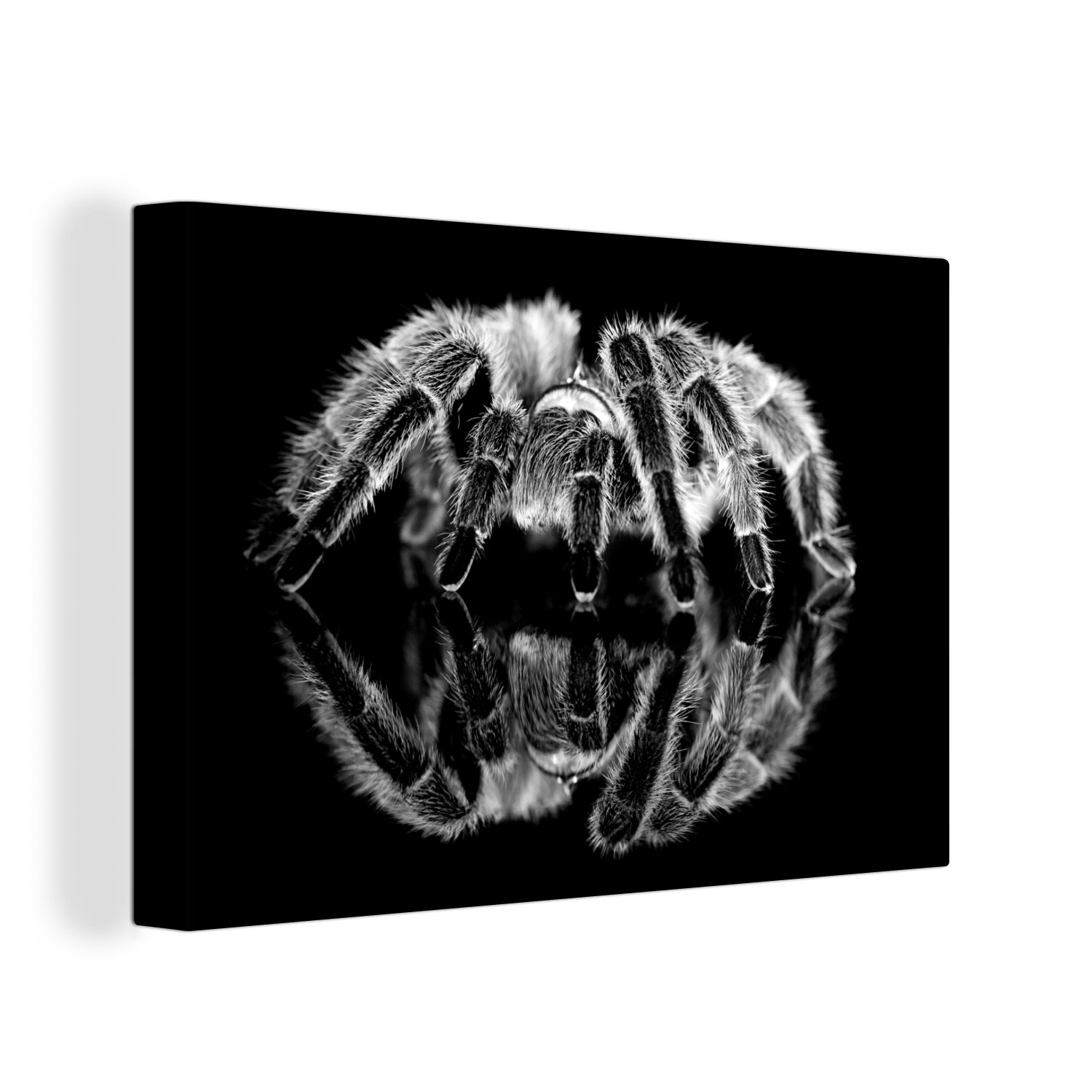 OneMillionCanvasses® Leinwandbild Studioaufnahme einer Leinwandbilder, 30x20 weiß, Wanddeko, schwarz St), und Vogelspinne - (1 Wandbild cm Aufhängefertig