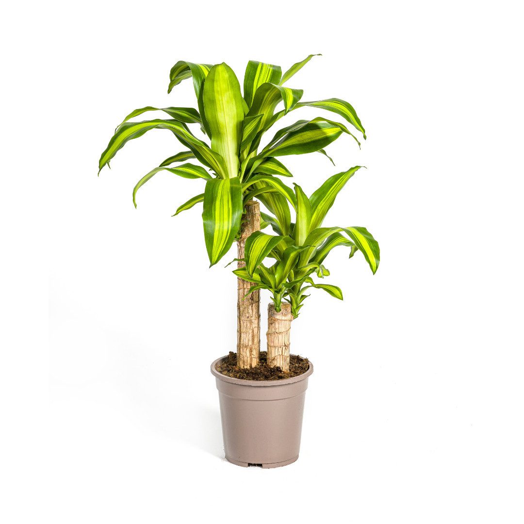 Exotenherz Zimmerpflanze Dracaena Fragrans Massangeana