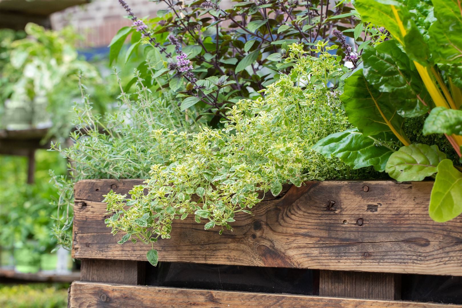 Pflanzen für Dich Staude Thymus citriodorus Golden King, 1 St., Zitronenthymian, Goldthymian