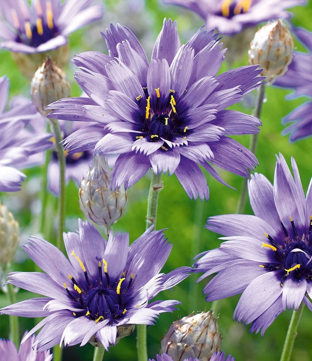 BALDUR Garten Staude Blaue Rasselblume 'Catananche', 3 St., Trockenverträglich, lange Blütezeit, bienenfreundlich