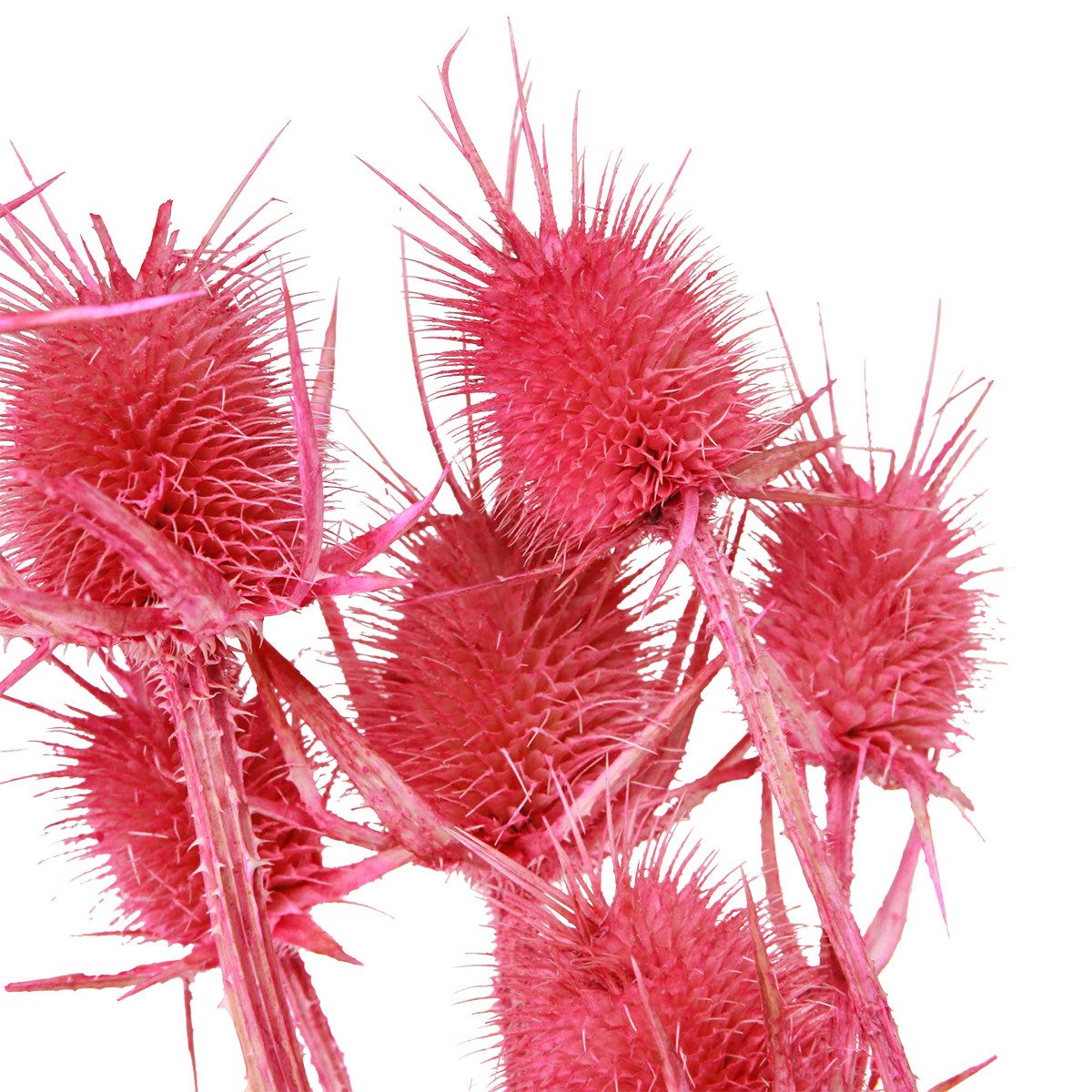 Trockenblume Wilde Karde Trockendeko Rosa Disteln 53cm 10 Köpfe, Viana, Höh günstig online kaufen