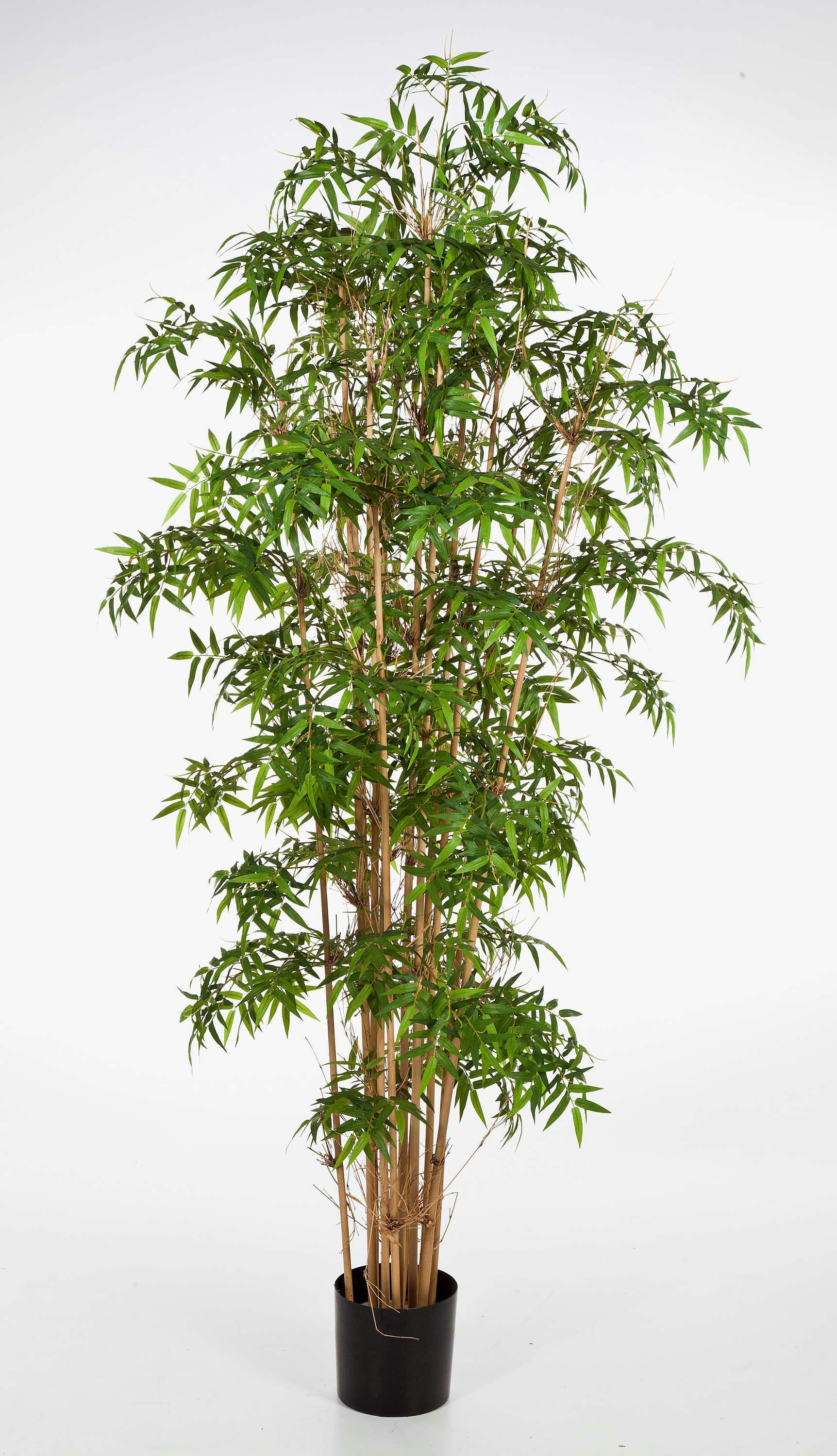 Kunstbambus Künstlicher Japanischer Pfeilbambus Kaito, 6285 Blätter, grün, 230cm Bambus (Japanischer Pfeilbambus), artplants, Höhe 230.0 cm