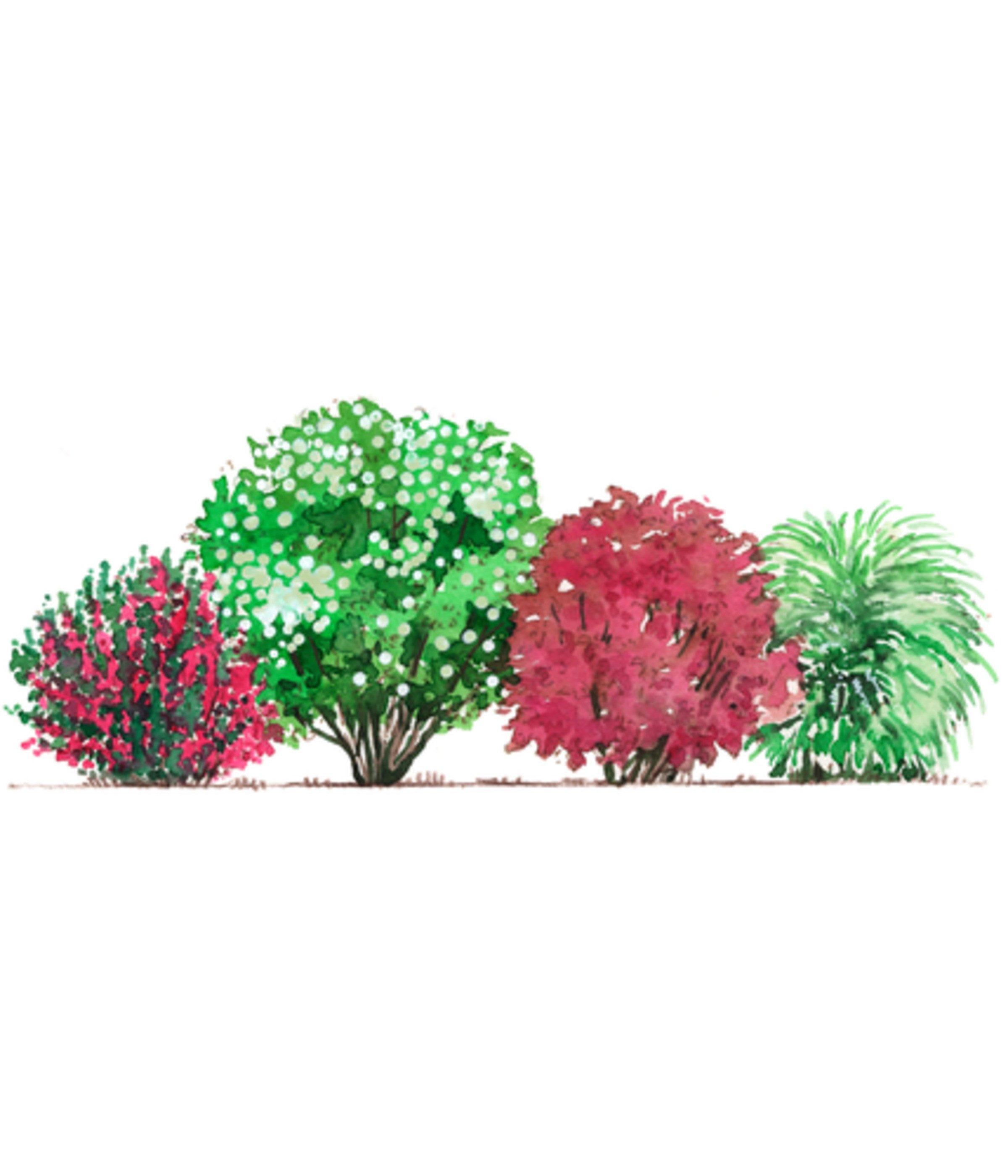 Dehner Hecken Blütenhecke Romance, 4 Sträucher, ca. 3 - 4 m, 40 - 60 cm, weiß / rot, Schneeball, Weigelie, Weiße Rispenspiere, Blasenspiere