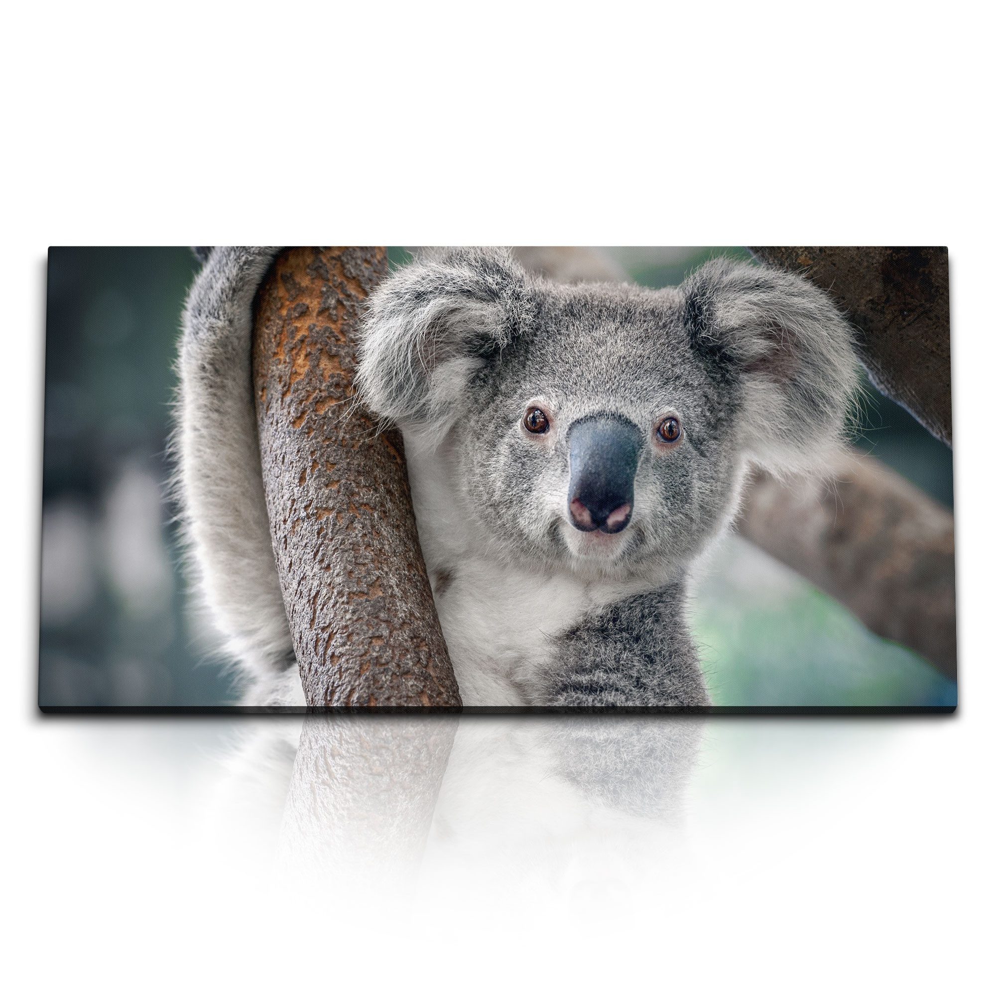 Leinwandbild Kunstdruck Bilder 120x60cm Koala Koalabär Tierfotografie Australien Ba