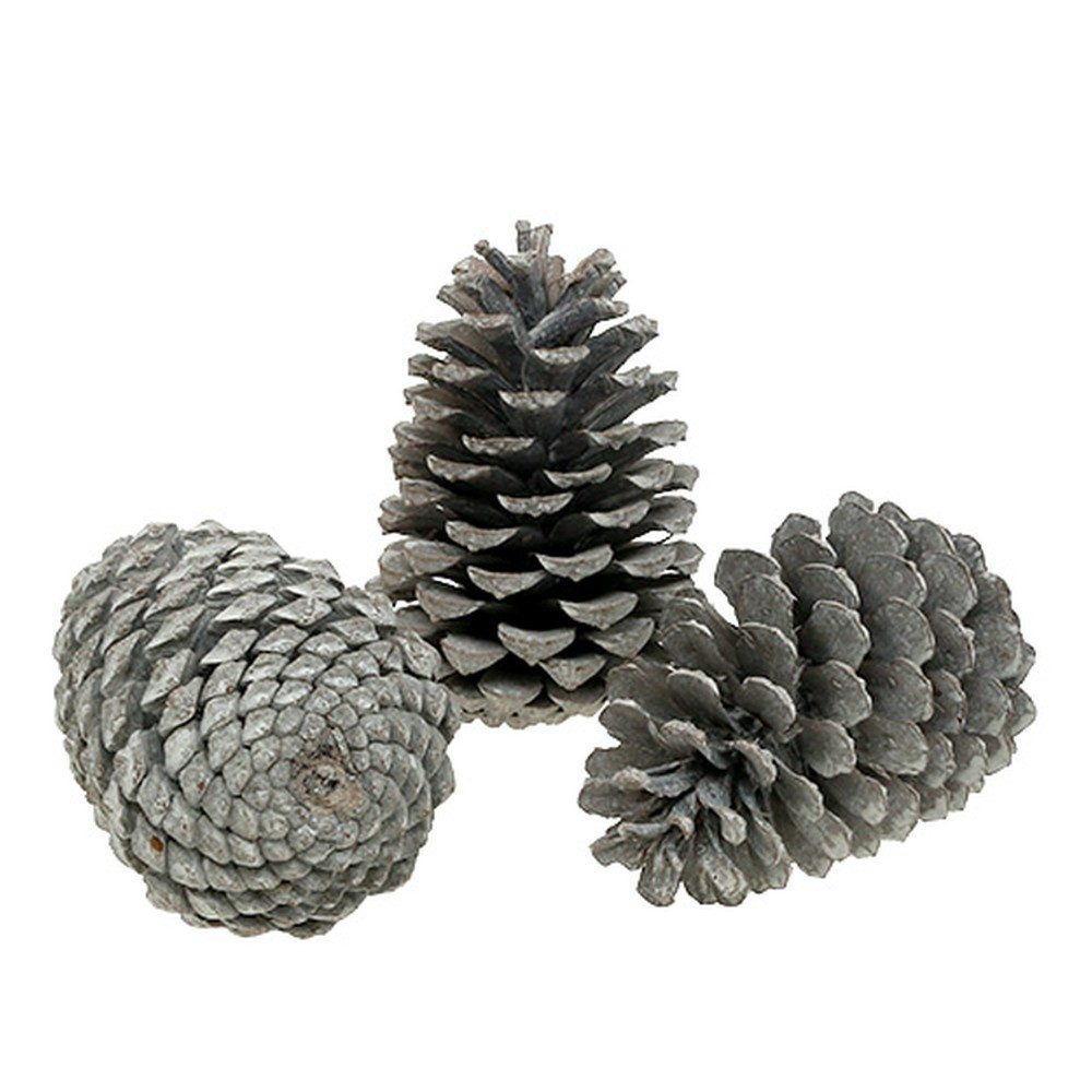 Trockenblume Maritima Zapfen groß 10cm-14cm Naturdeko weißgewaschen 25er, Viana, Höhe 14 cm