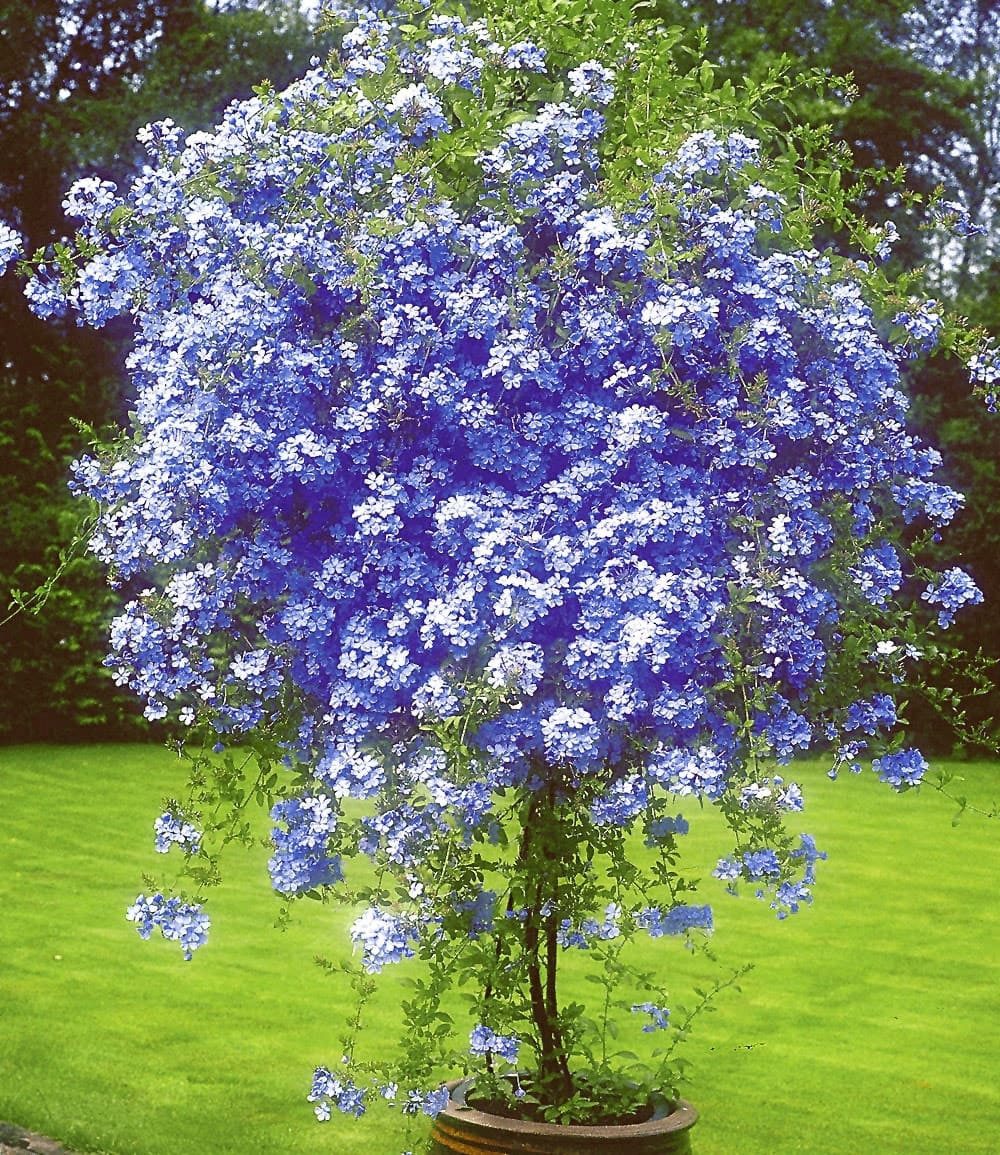 BALDUR Garten Zierstrauch Stämmchen 'Plumbago', im 1,5-Liter Topf, 1 St., Auriculata, pflegeleicht, kübelgeeignet
