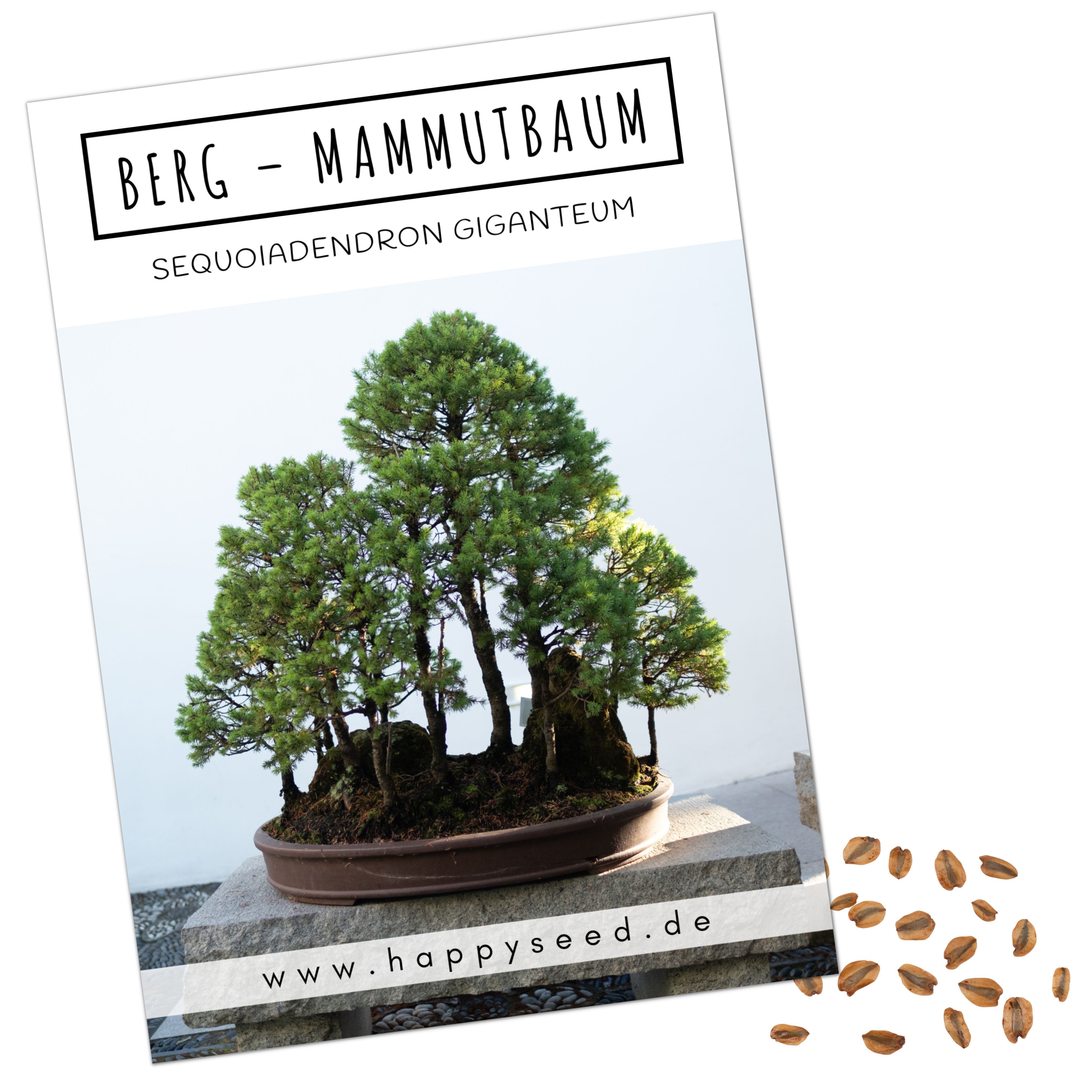 HappySeed Blumensamen Außergewöhnliche Bonsai Samen mit hoher Keimrate - Berg Mammutbaum, Bonsaifähig
