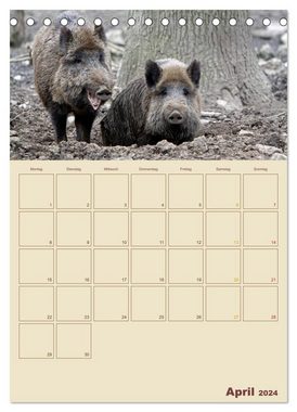 CALVENDO Wandkalender Wildschweine (Tischkalender 2024 DIN A5 hoch), CALVENDO Monatskalender