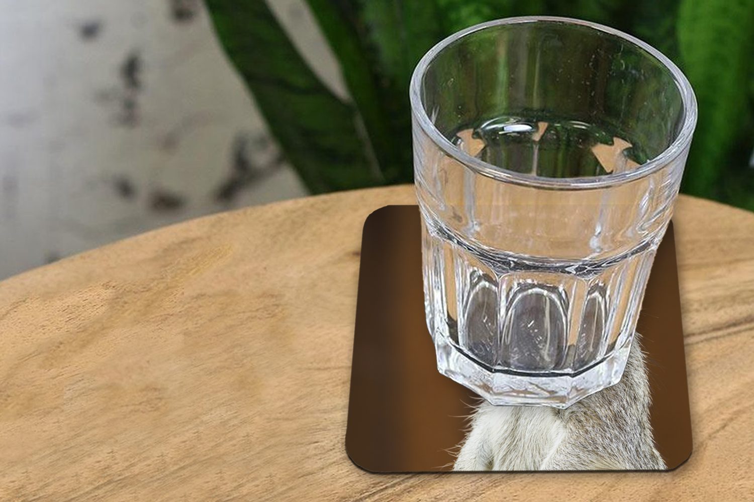 Glasuntersetzer MuchoWow Erdmännchen - Gläser, 6-tlg., für Glasuntersetzer, Korkuntersetzer, Spiel, Zubehör Tasse - Tischuntersetzer, Untersetzer, Tier
