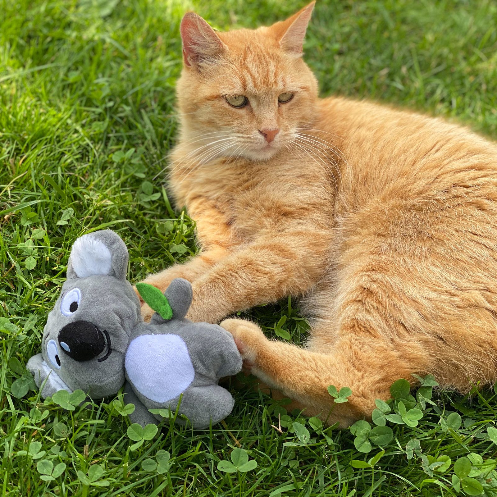 Aumüller Tierkuscheltier Katzenspielzeug Koala Jack, Plüschtier zum Schmuse günstig online kaufen