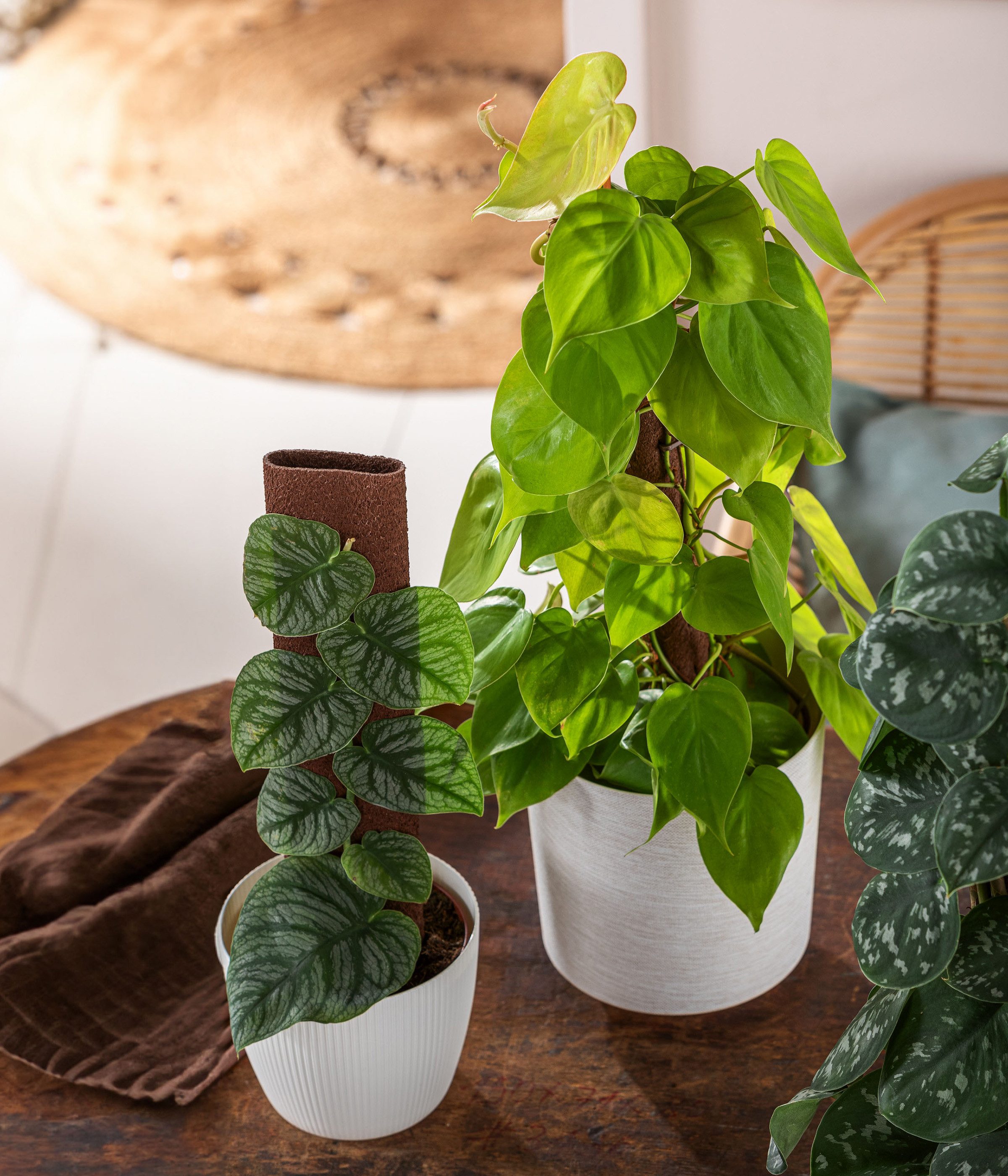 Dehner Zimmerpflanze Fensterblatt an Kratiste-Stab, Monstera dubia, ca. 46 cm, Ø Topf 14 cm, Zimmerpflanzen-Rarität mit herzförmigen Blättern – Bild 3 von 3