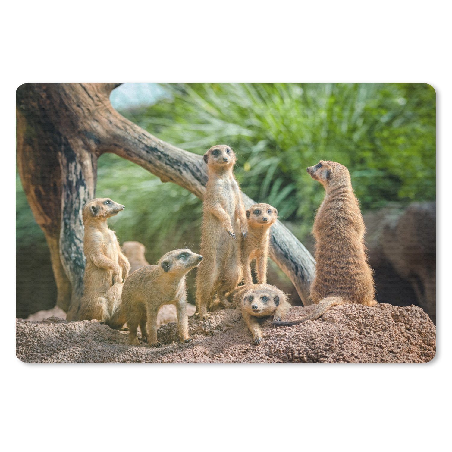 MuchoWow Mauspad Familie - Tiere - Erdmännchen (1-St), Mouse pad Klein, Gaming Deko, PC Zubehör, 27x18 cm