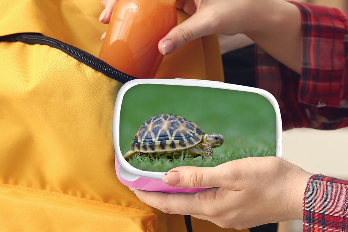 Gras, MuchoWow Kunststoff Brotbox Schildkröte Kinder, rosa Kunststoff, im Brotdose (2-tlg), Lunchbox Mädchen, Erwachsene, für Snackbox,